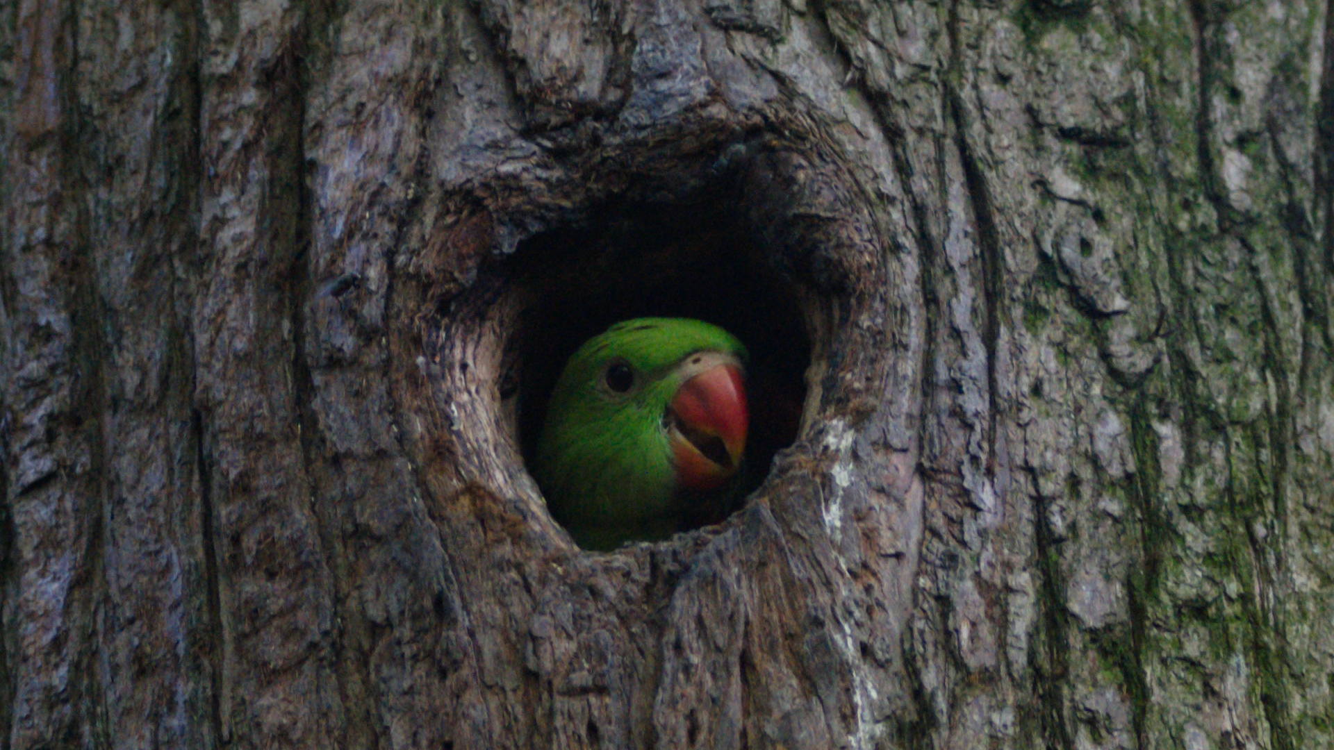 "Capitano" 02/05/25.