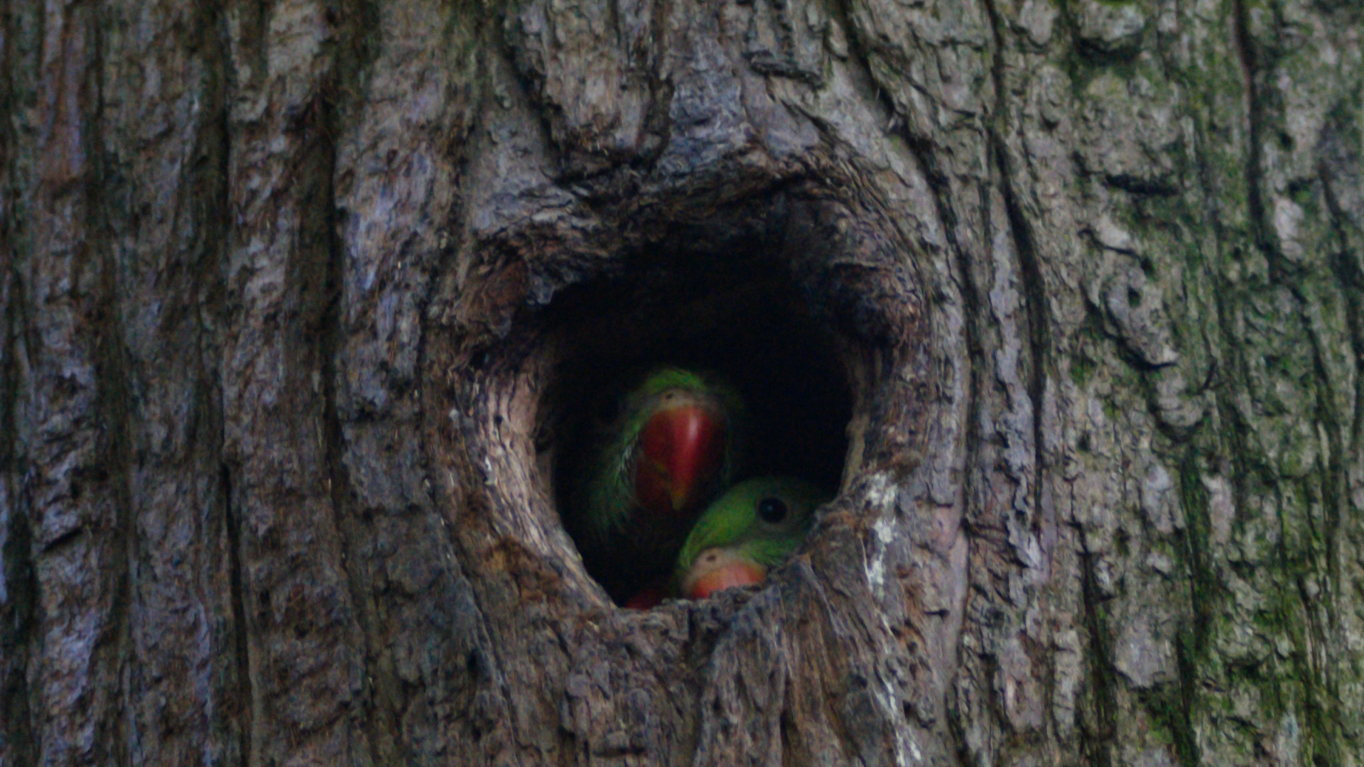 "Comandante" 02/05/25.