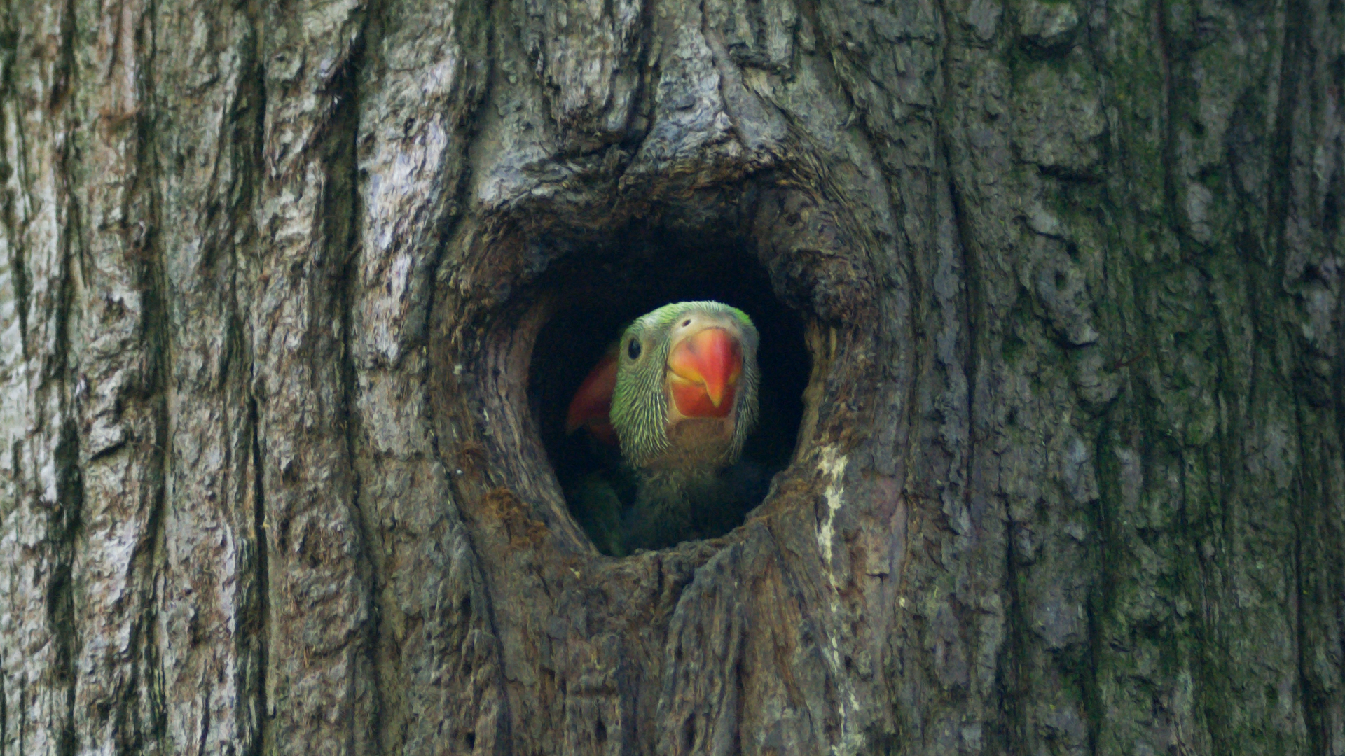 "Soldatino" 02/05/25.