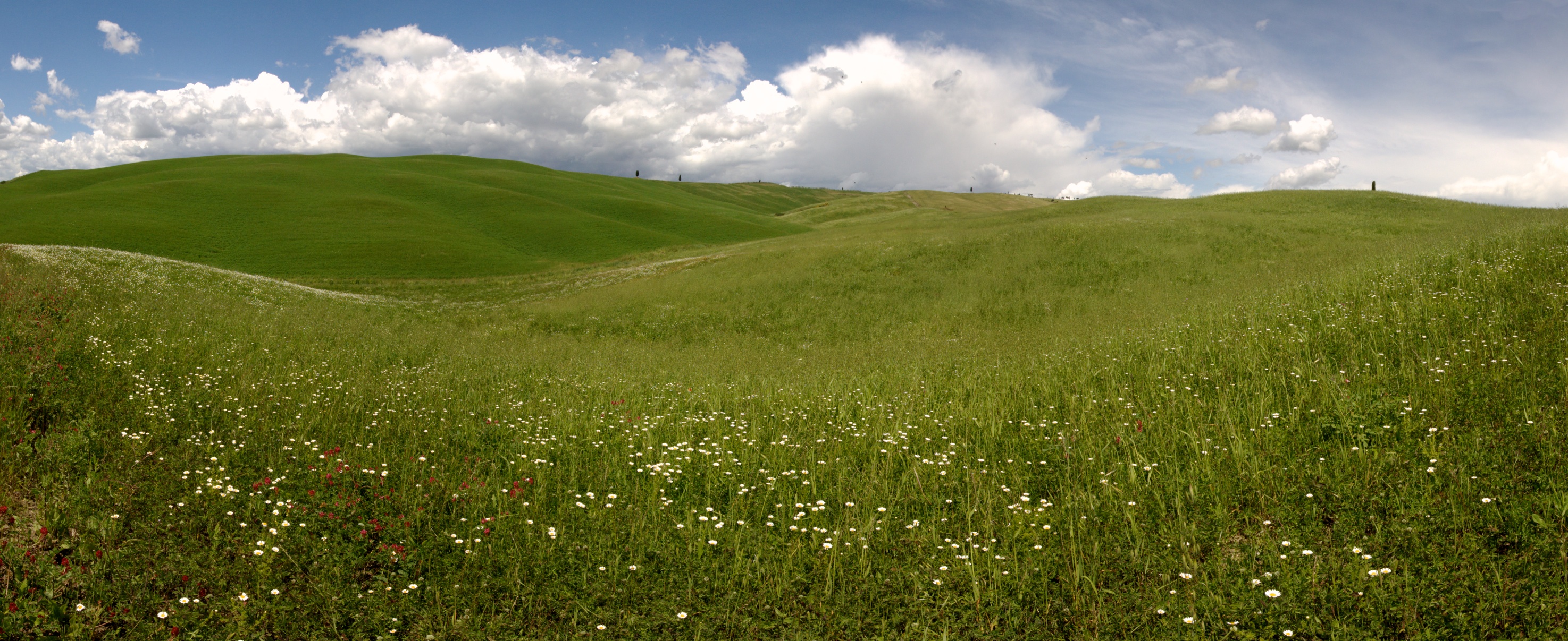 Val D'Orcia - vicino ai cipressi di San Quirico