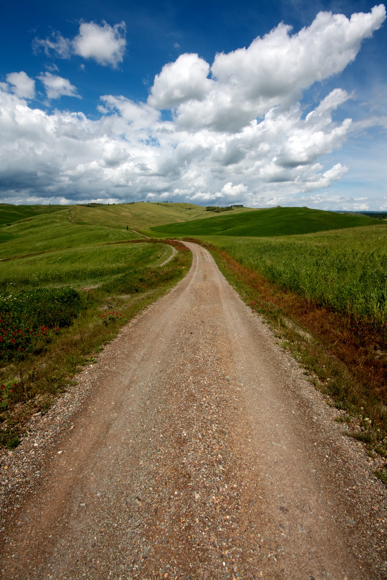 Val D'Orcia - the road to the cypresses of San Quirico