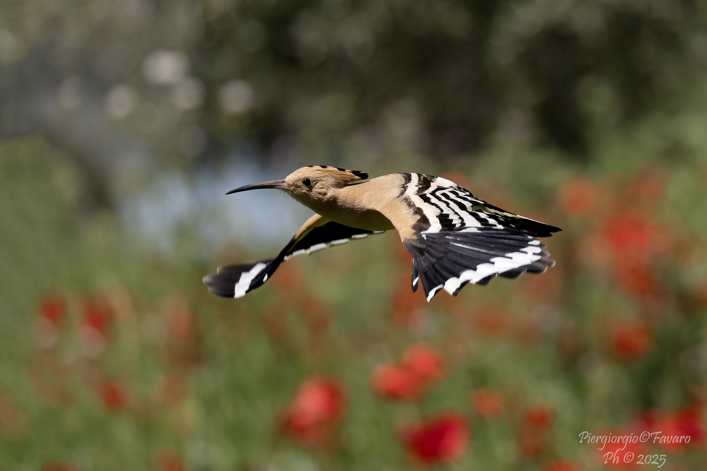 Hoopoe.