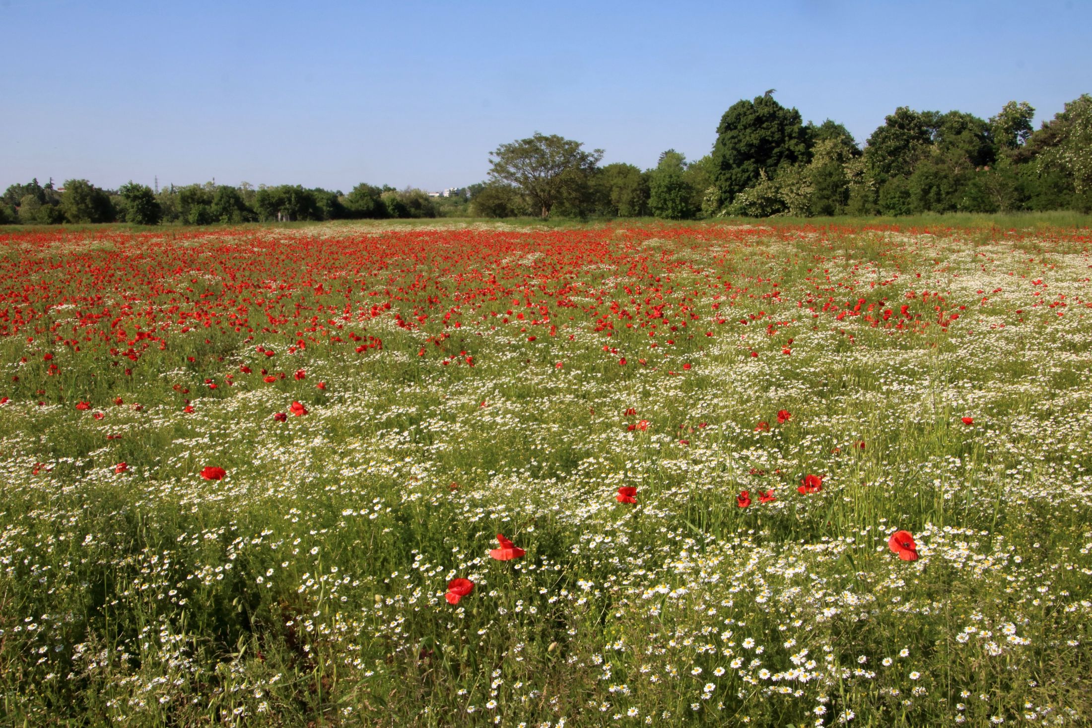 White, red and green