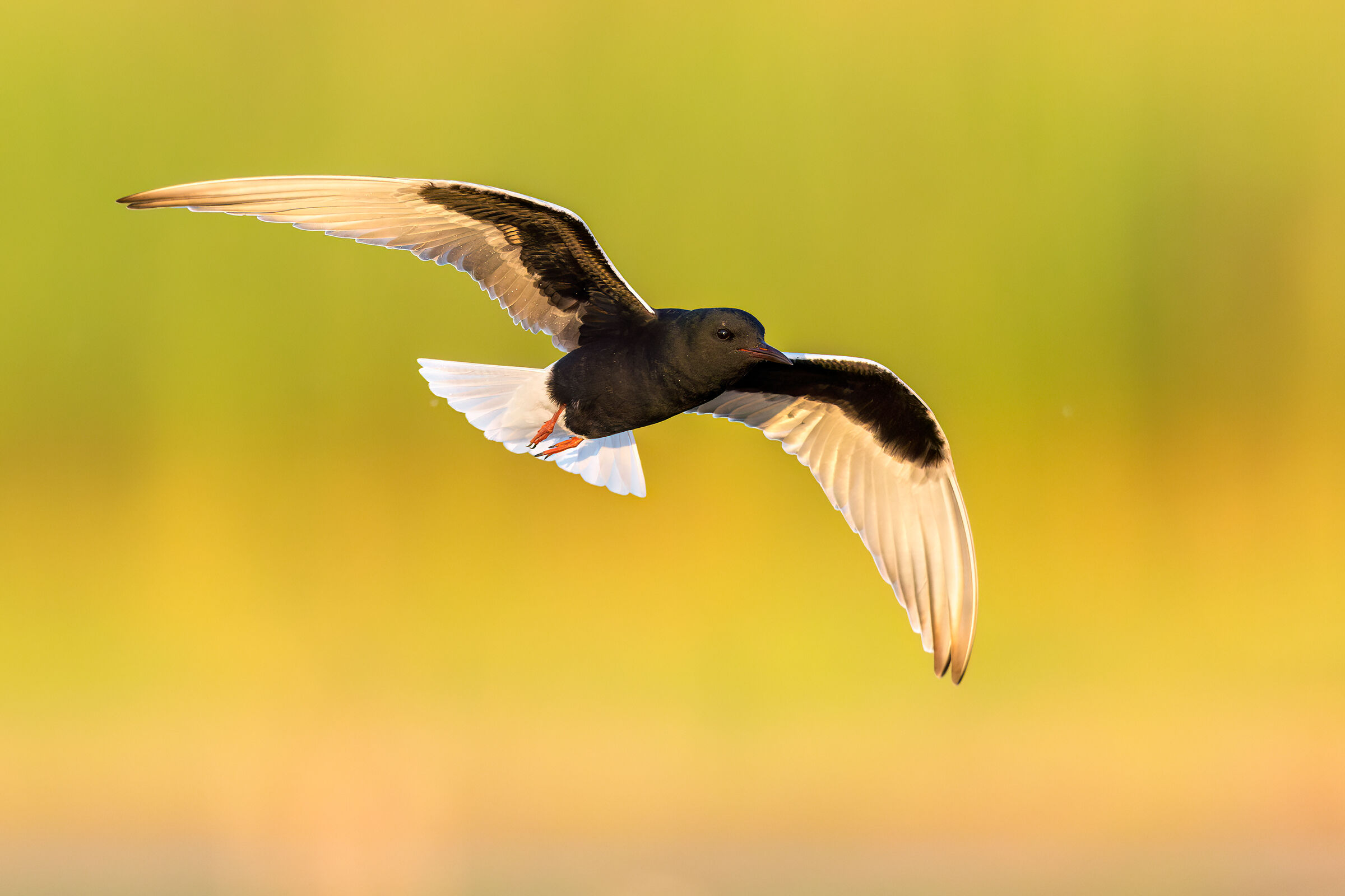 Mignattino Alibianche