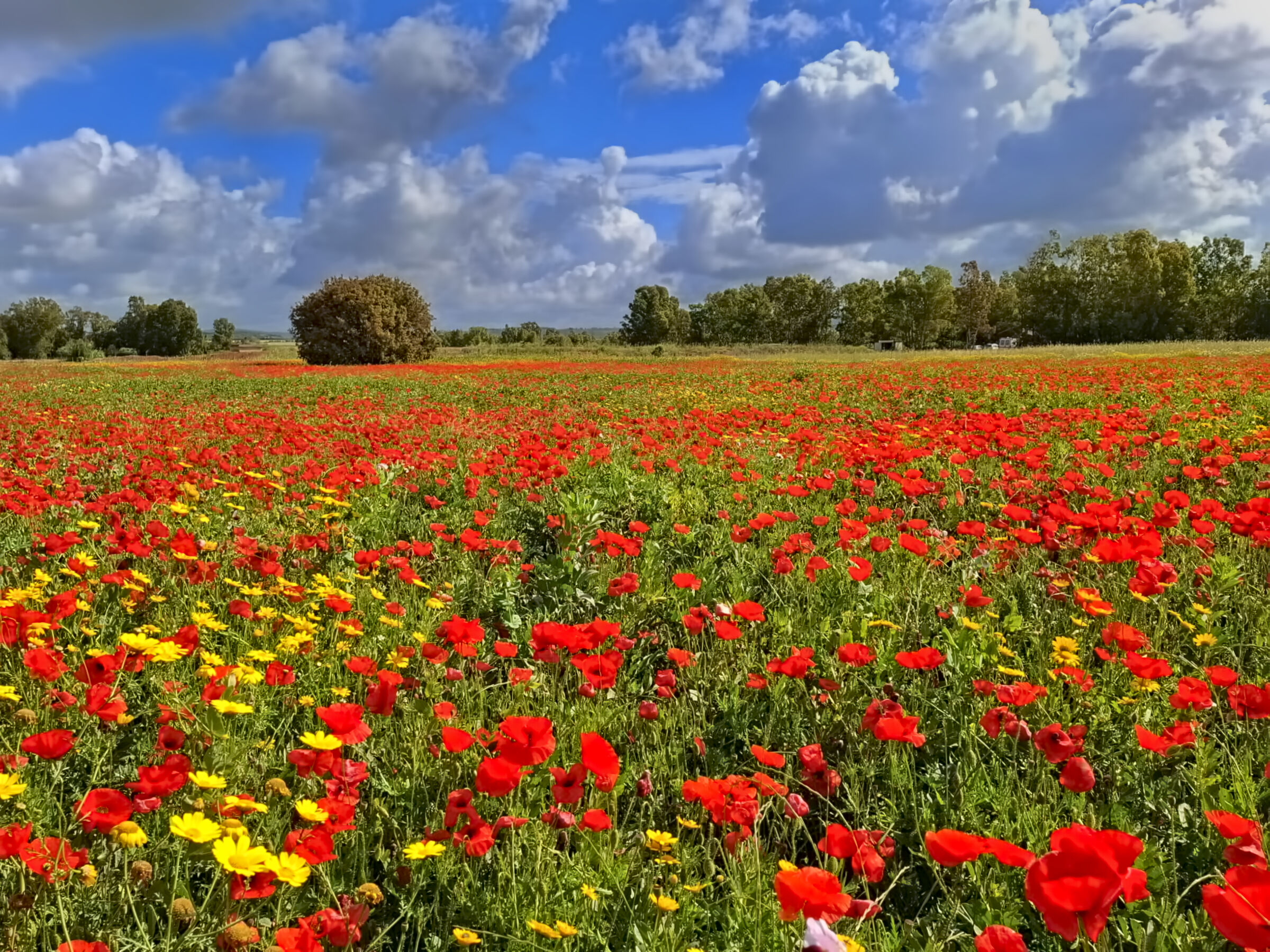Sardigna terra de oro ...