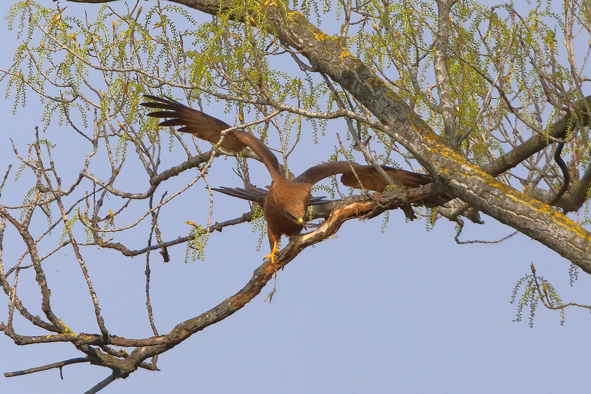 Nibbio bruno 29 marzo 2025 - 0084