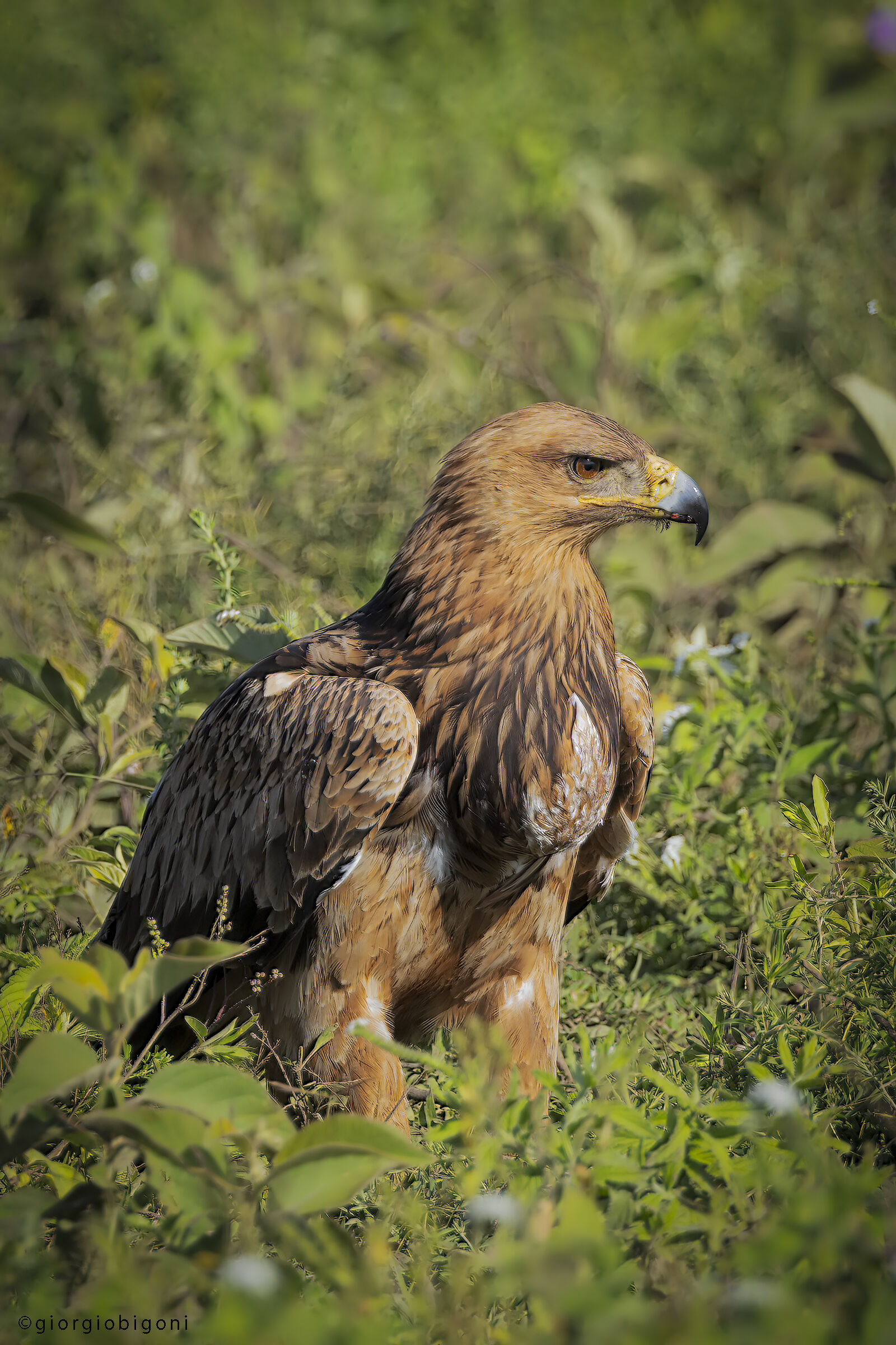 Eagle of prey