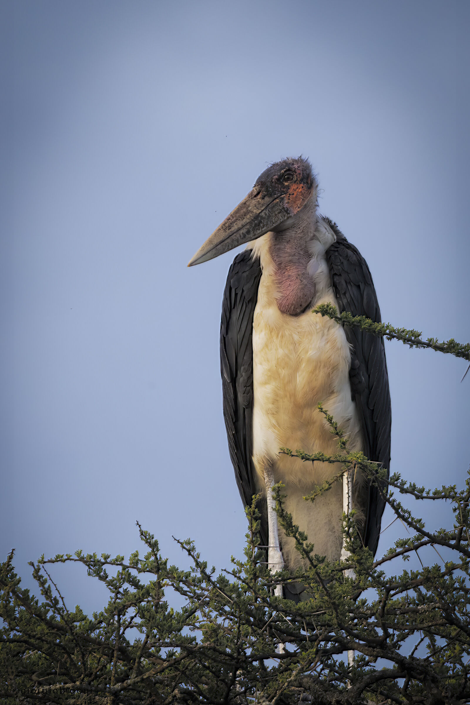 Marabu Minor