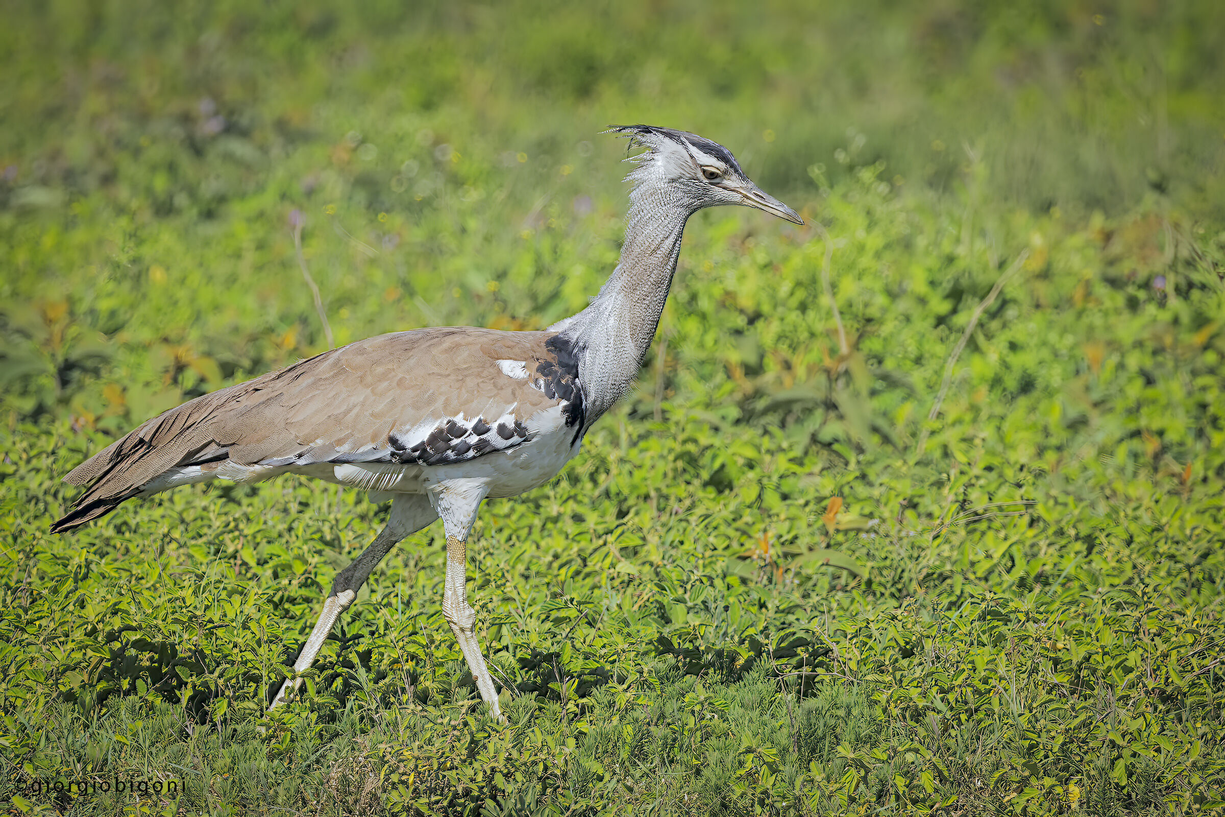 Kori Bustard
