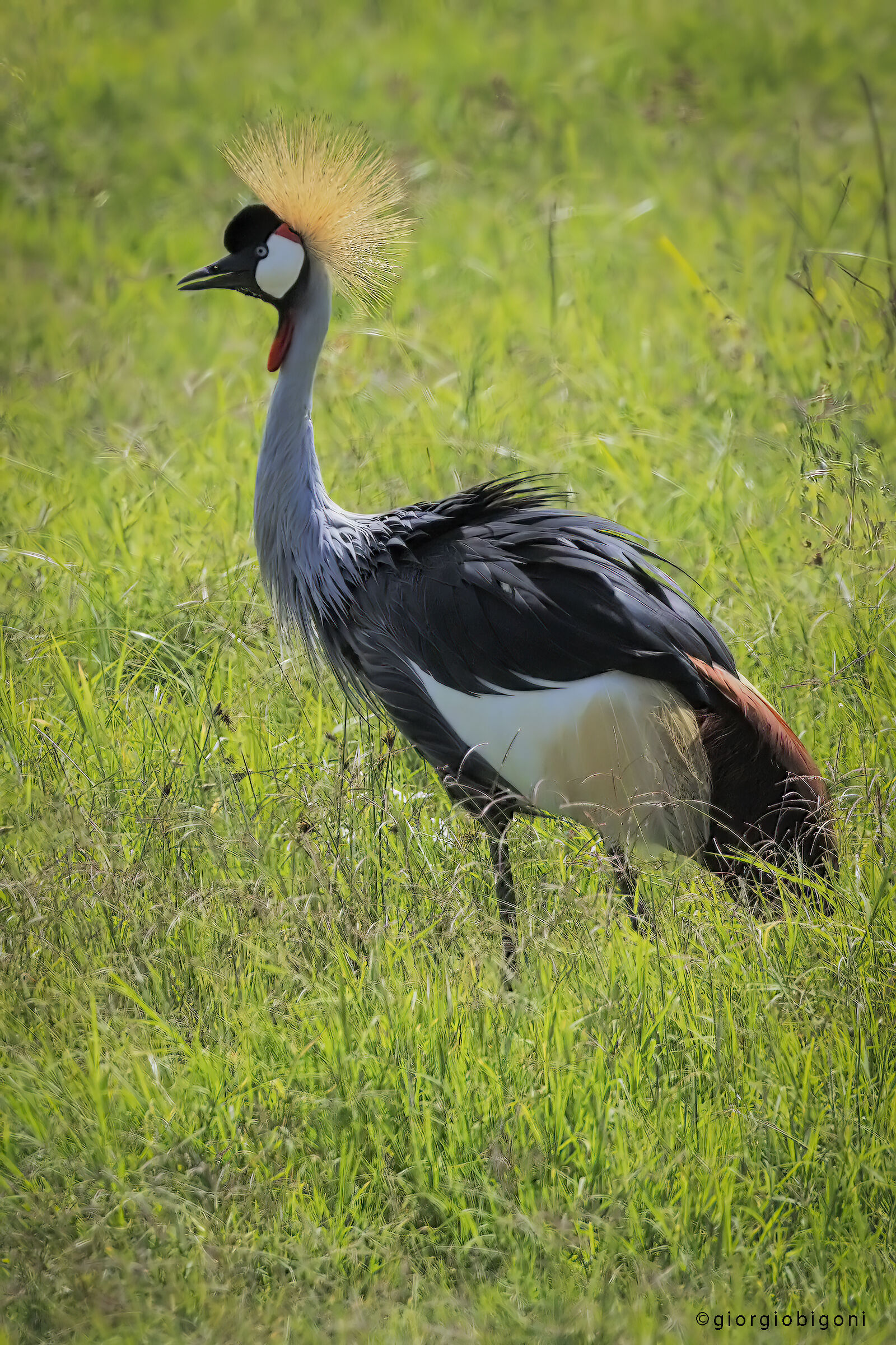 Crowned crane