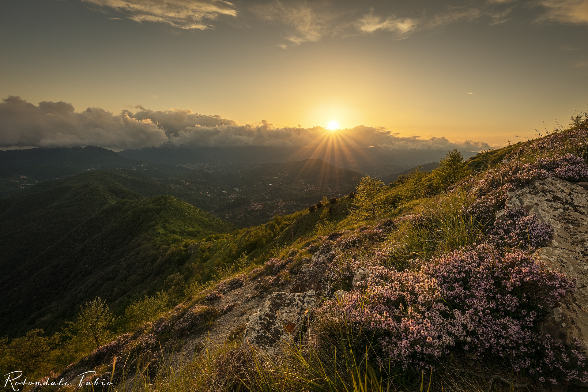 Sunset on small heather flowers