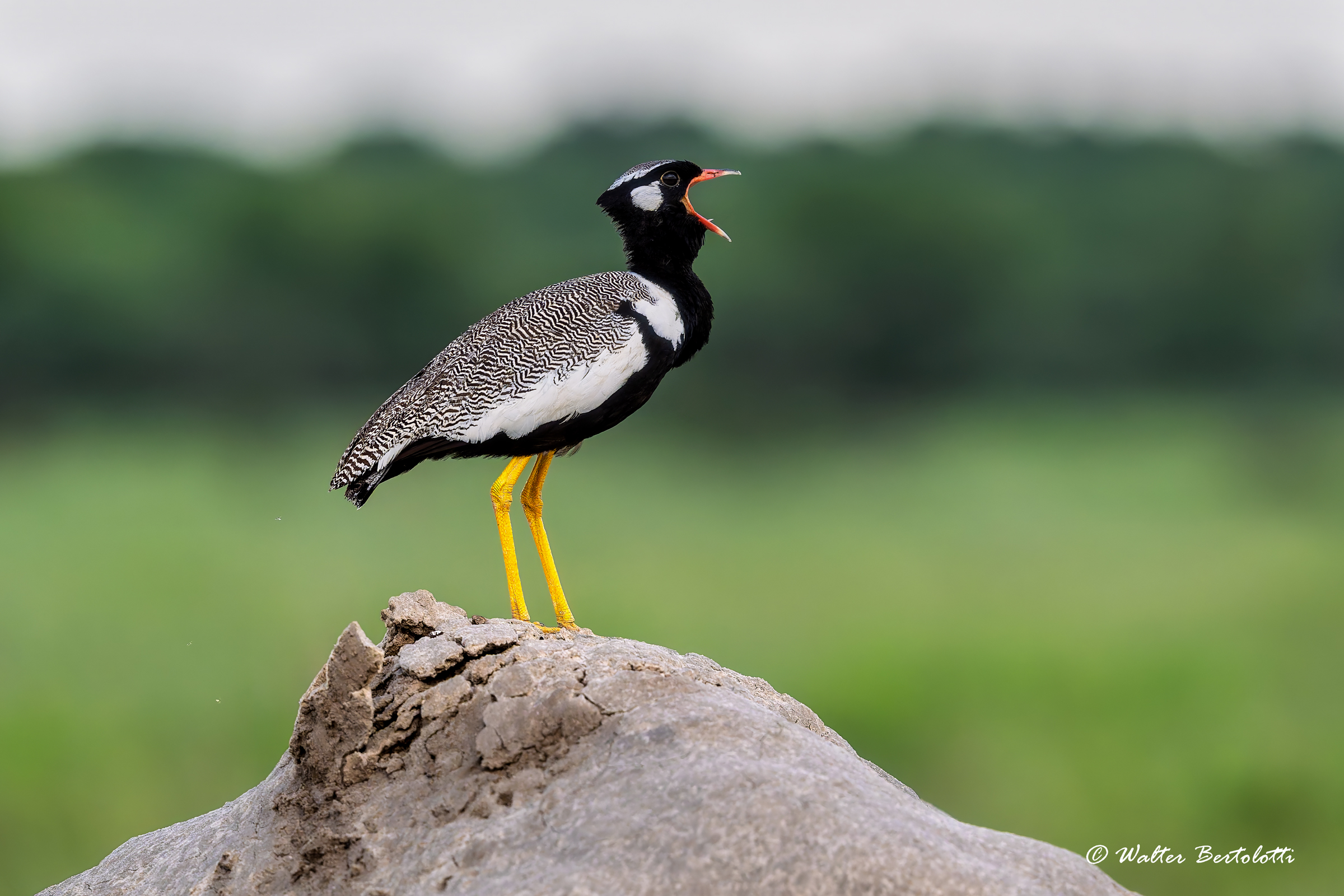 Smith Bustard