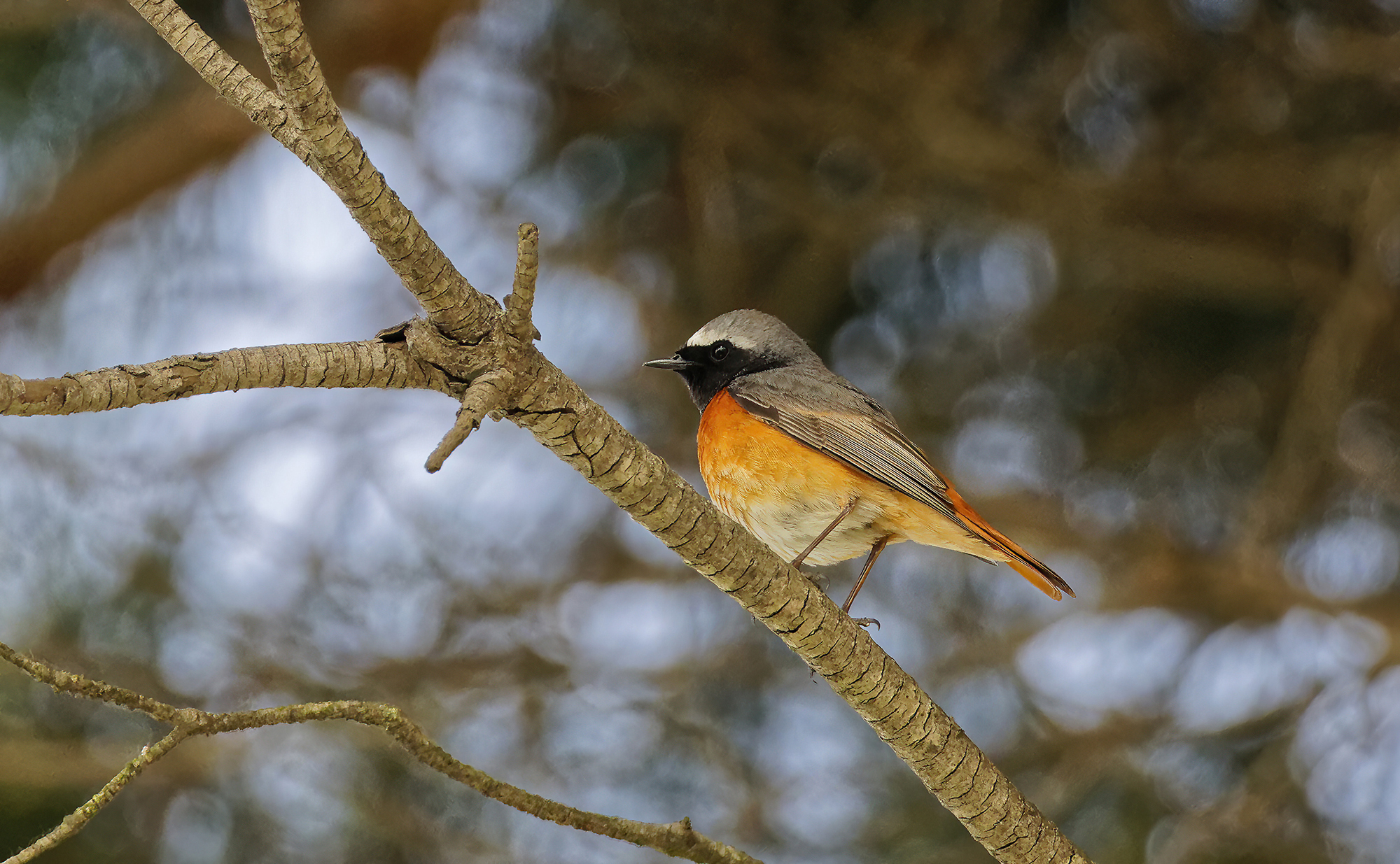 Phoenicurus phoenicurus
