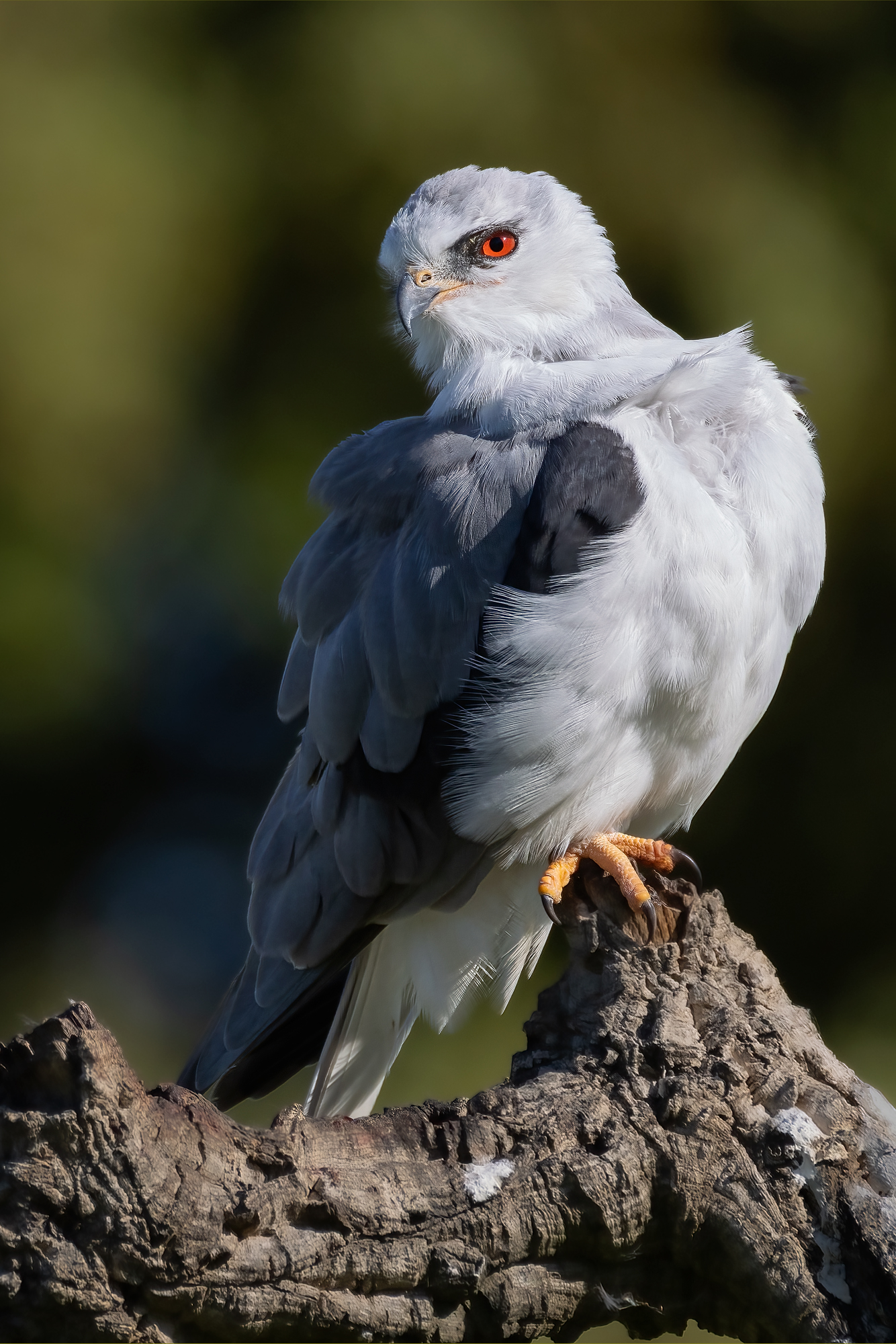 White Kite