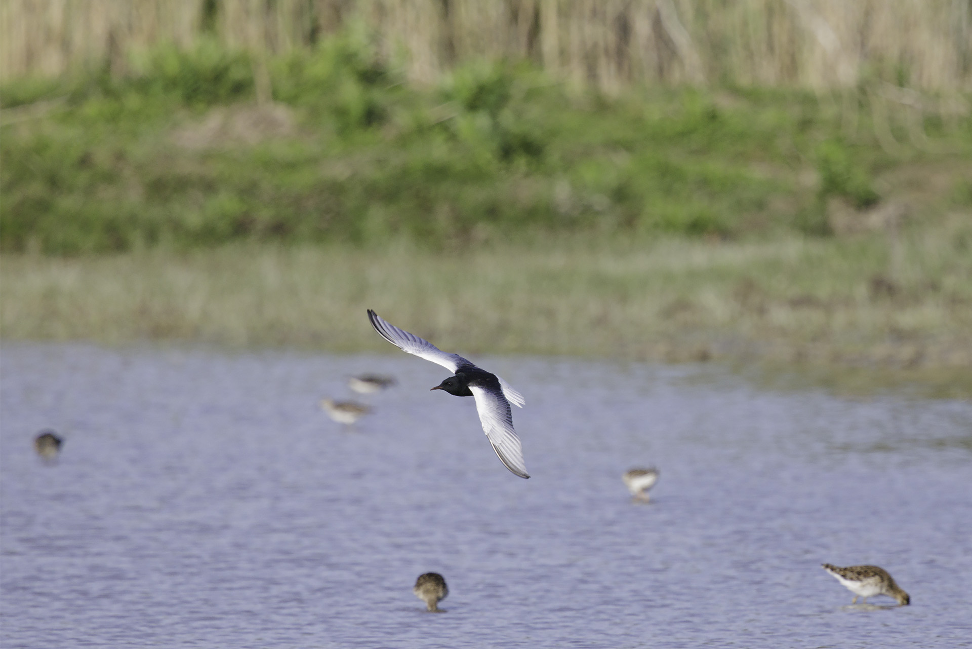 White-winged tern