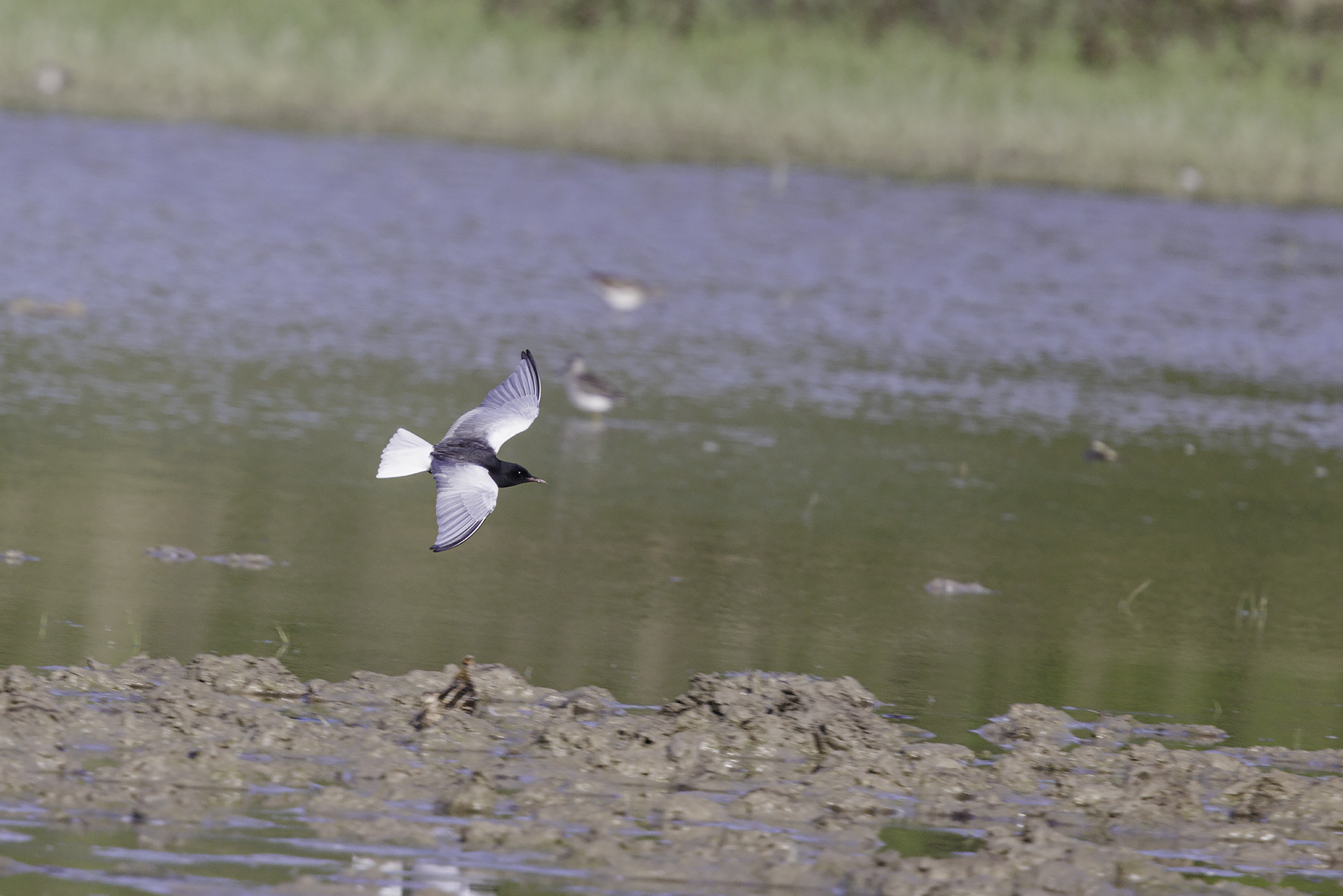 White-winged tern