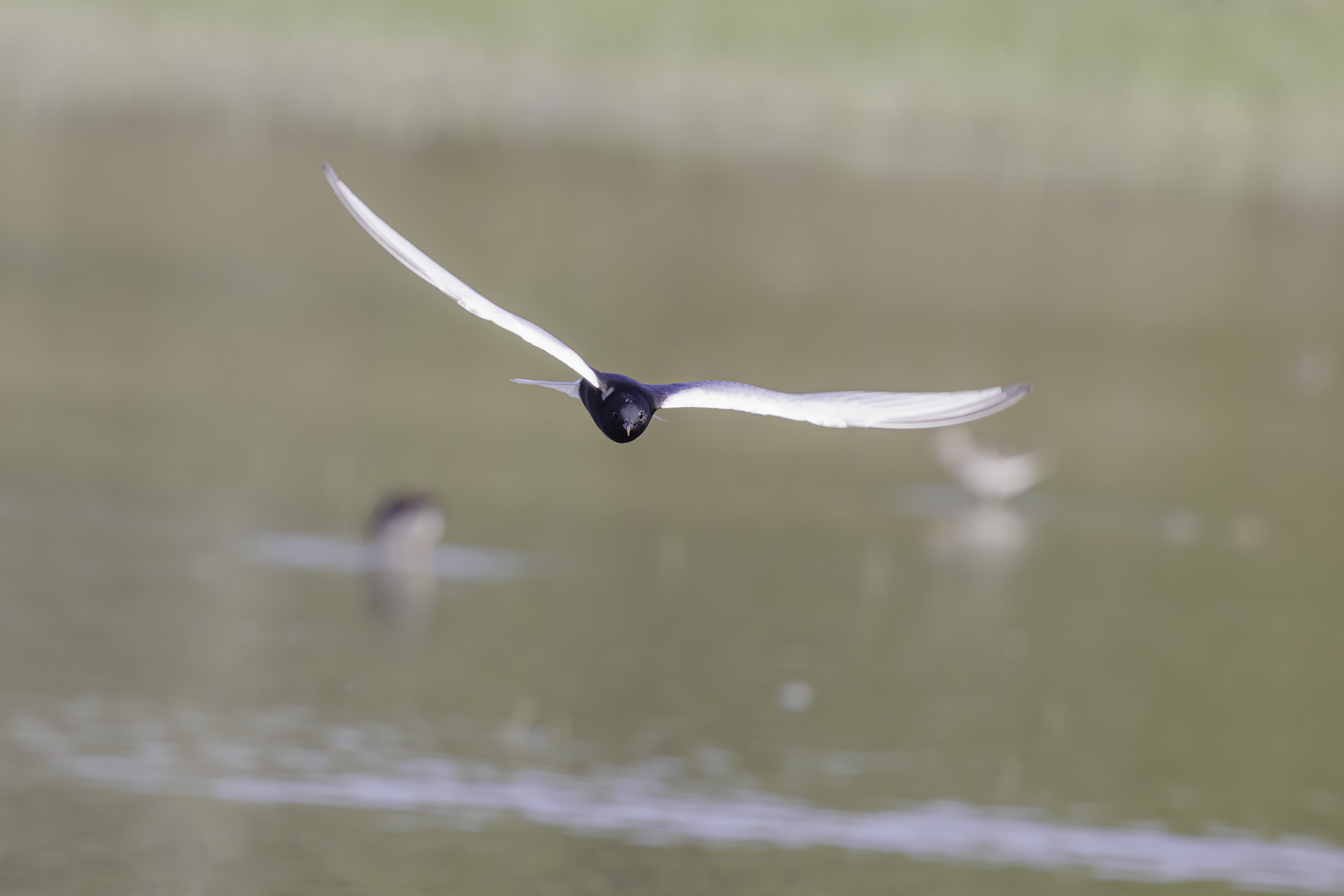 White-winged tern