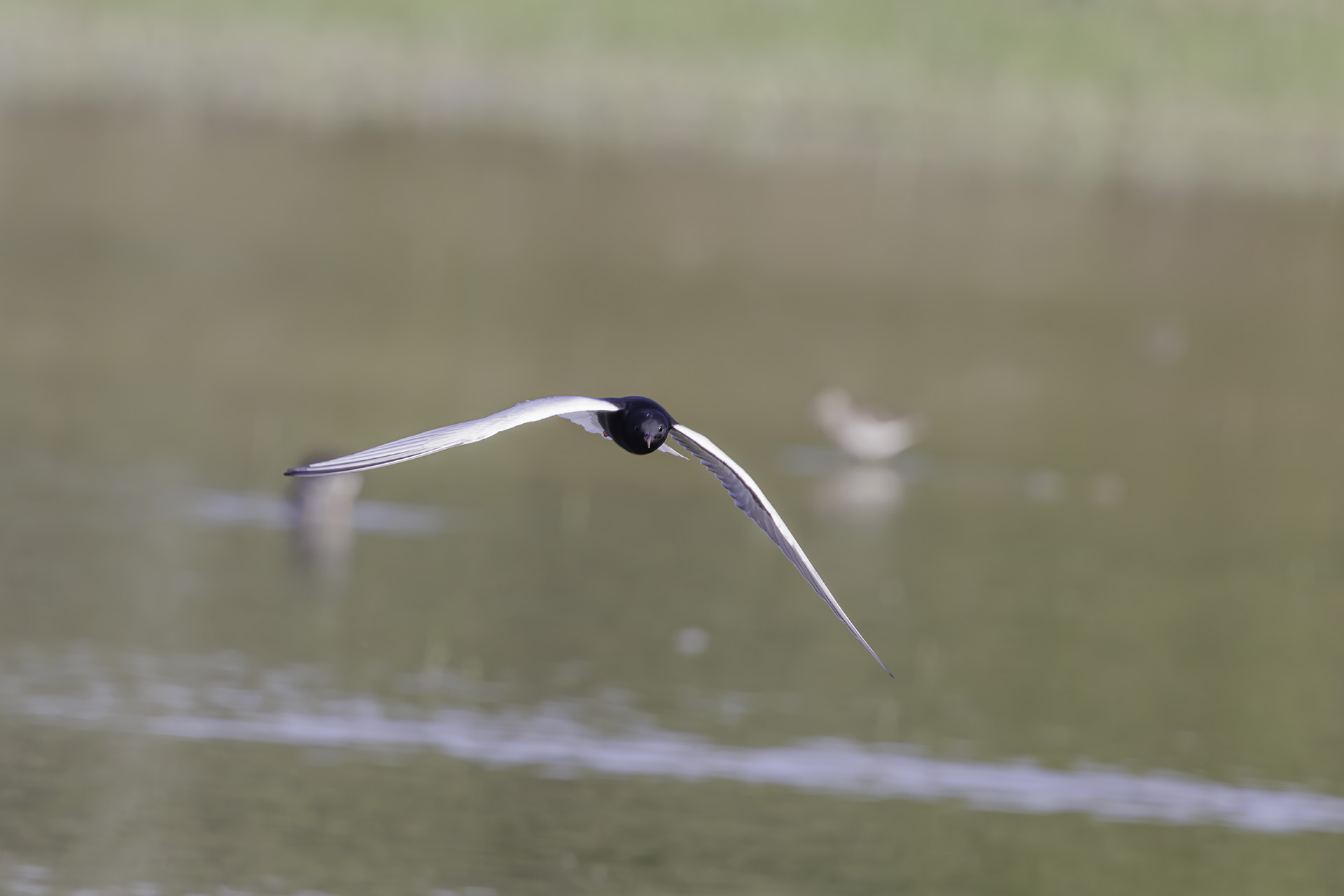 White-winged tern