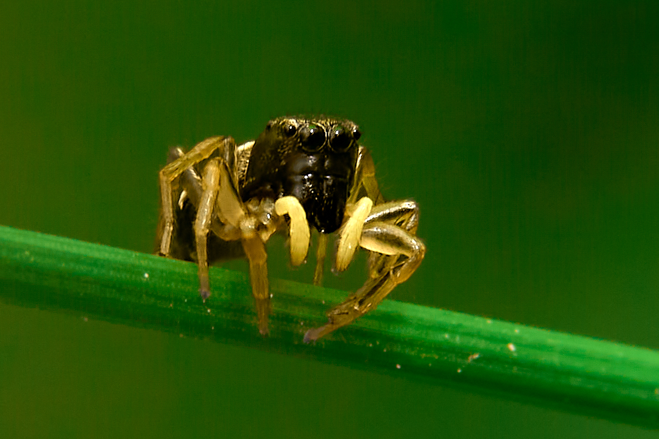 Jumping spider