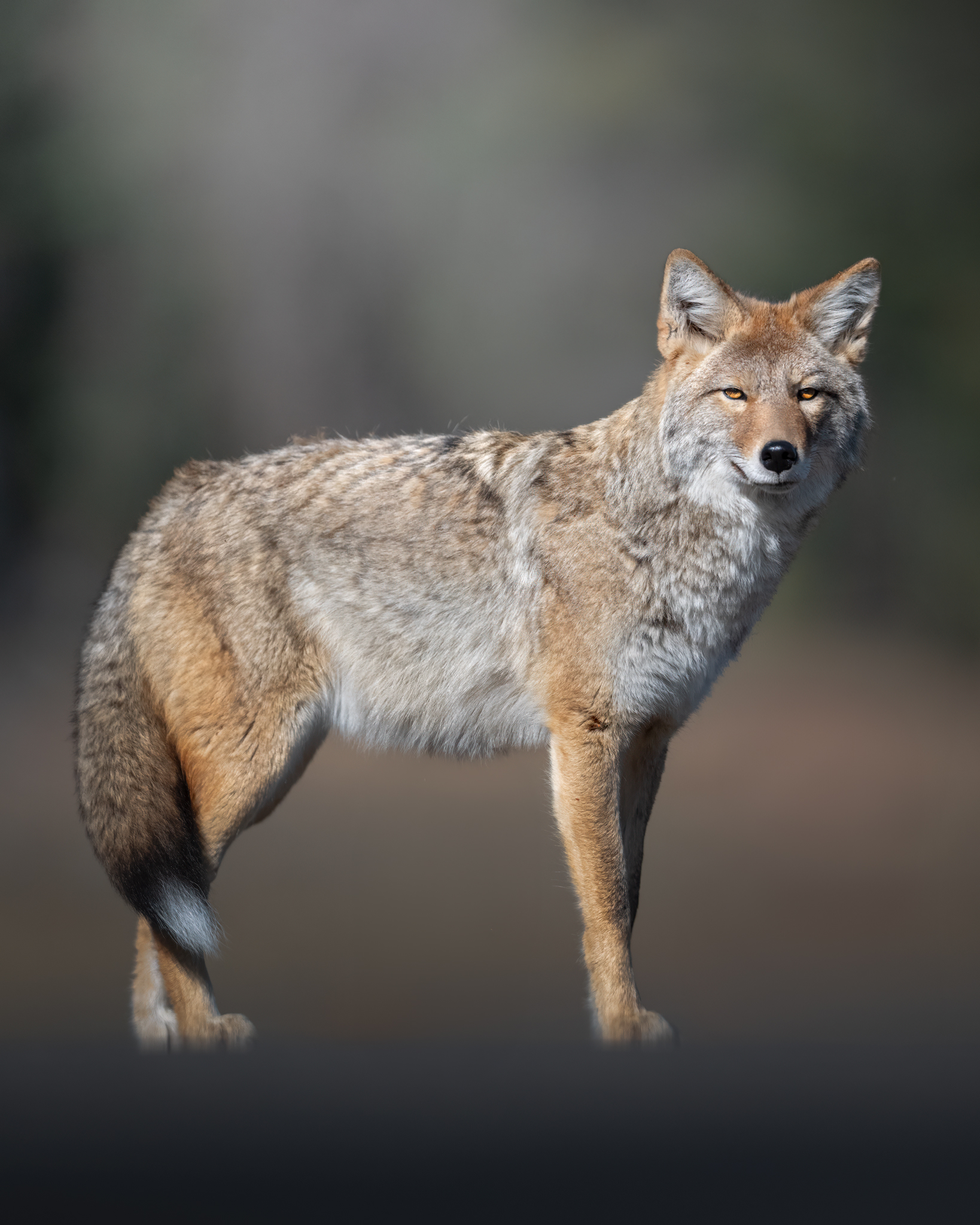 Coyote