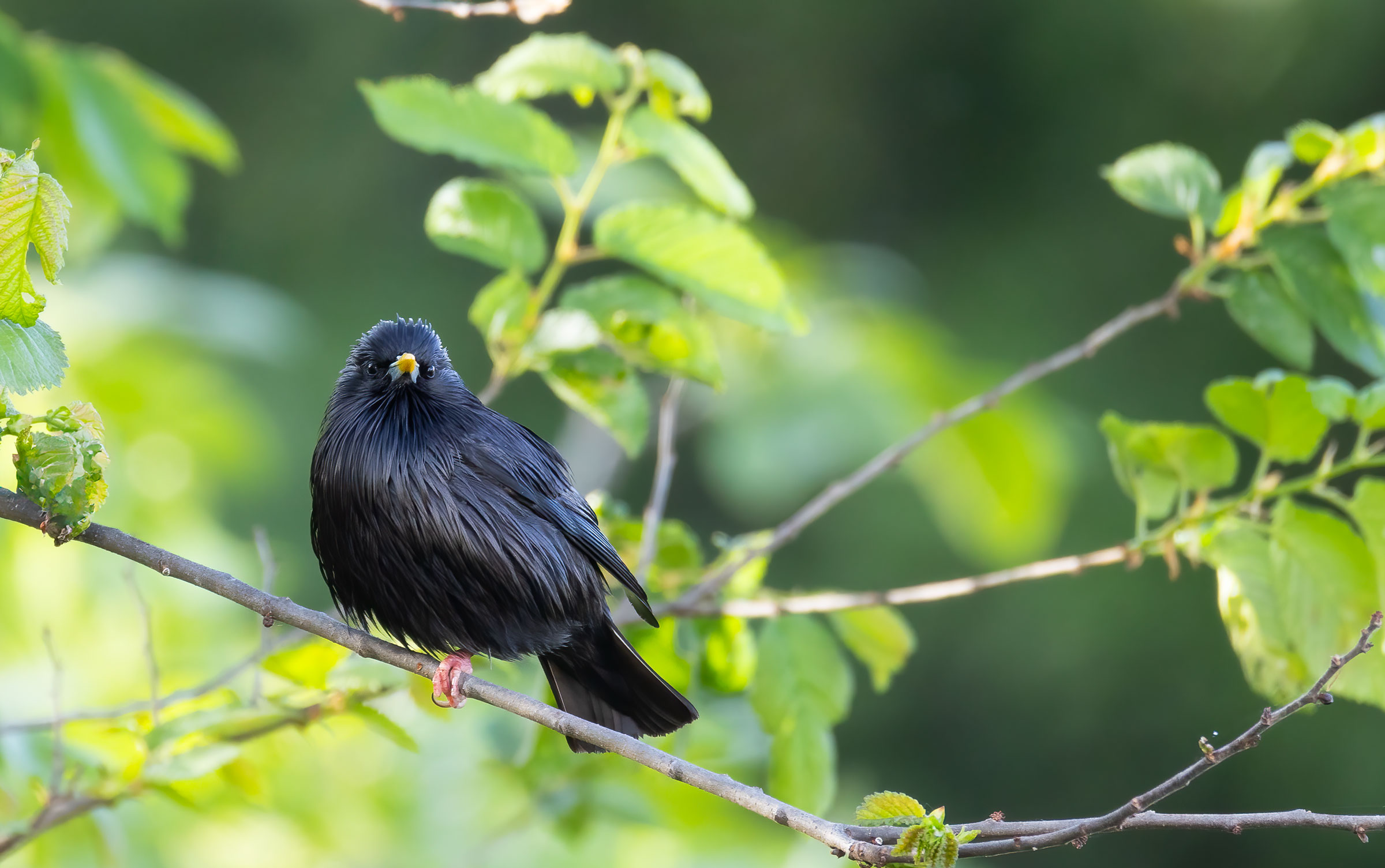 Black Starling