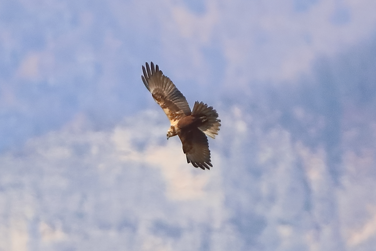 Falco di palude F 05 aprile 2025 - 0127