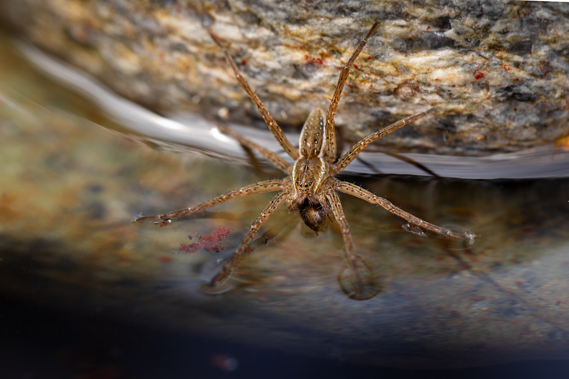 dolomedes bfimbriatus