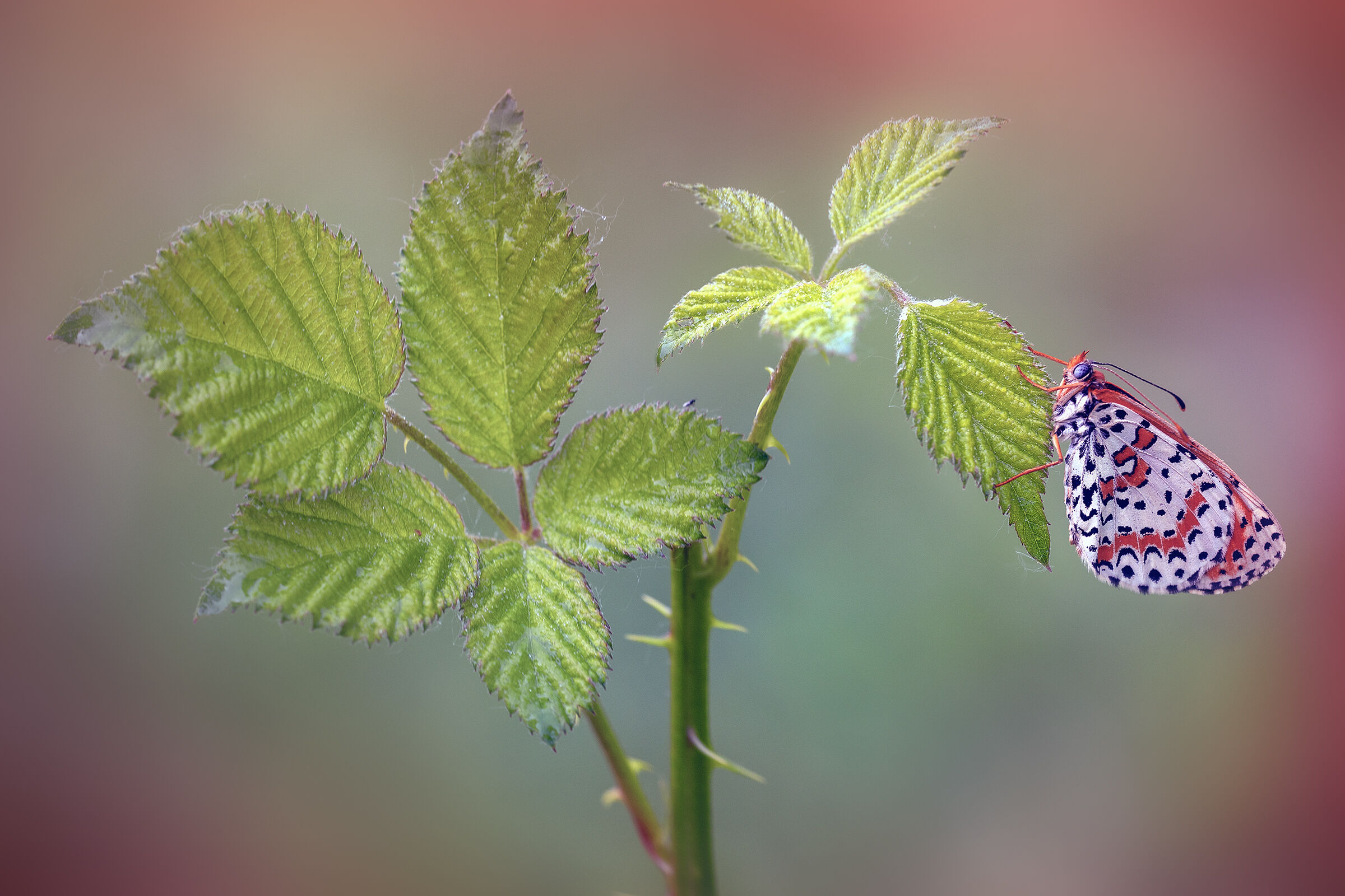 Melitaea didyma