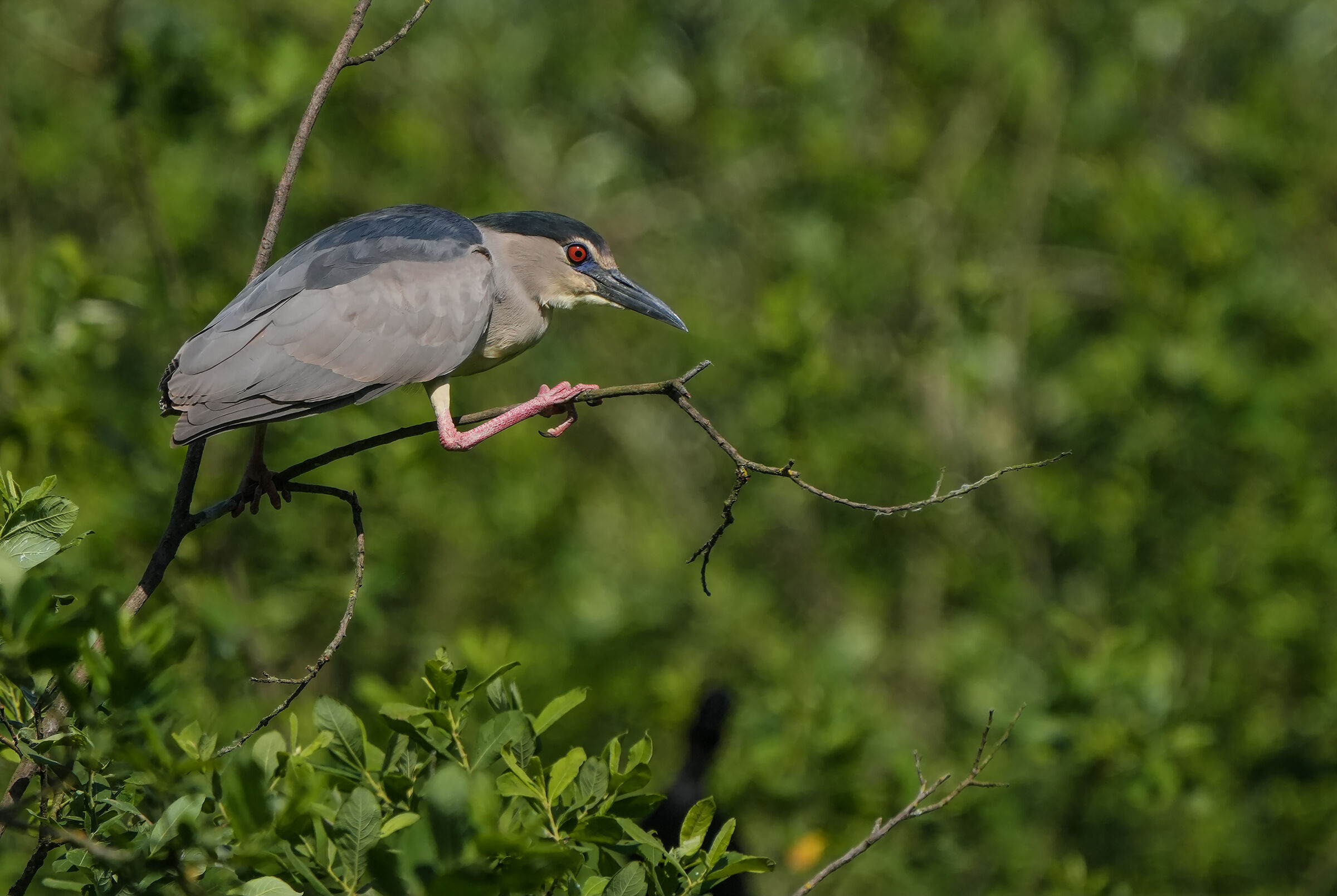 Male Night Heron
