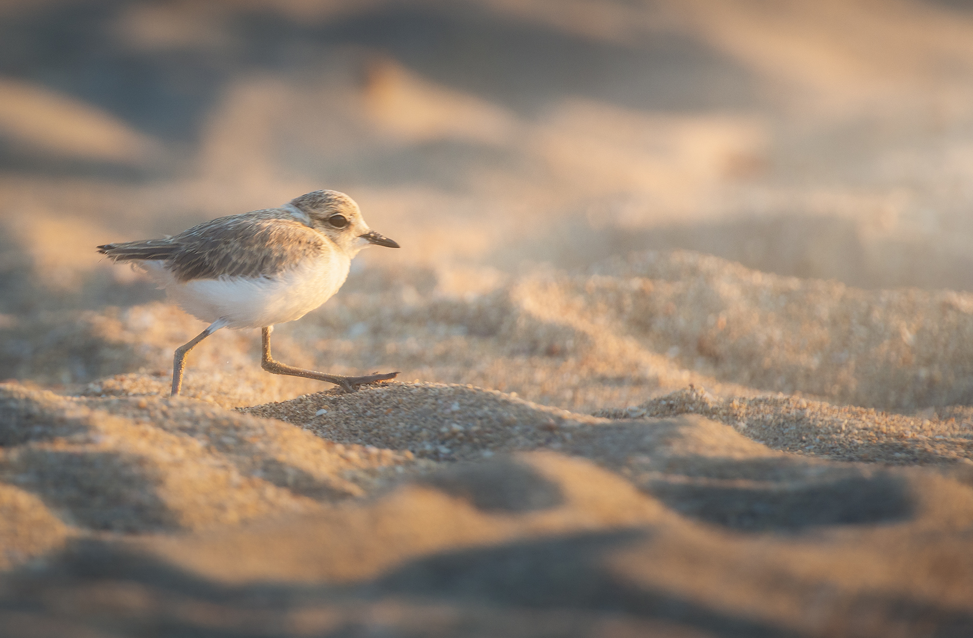 Charadrius Alexandrinus