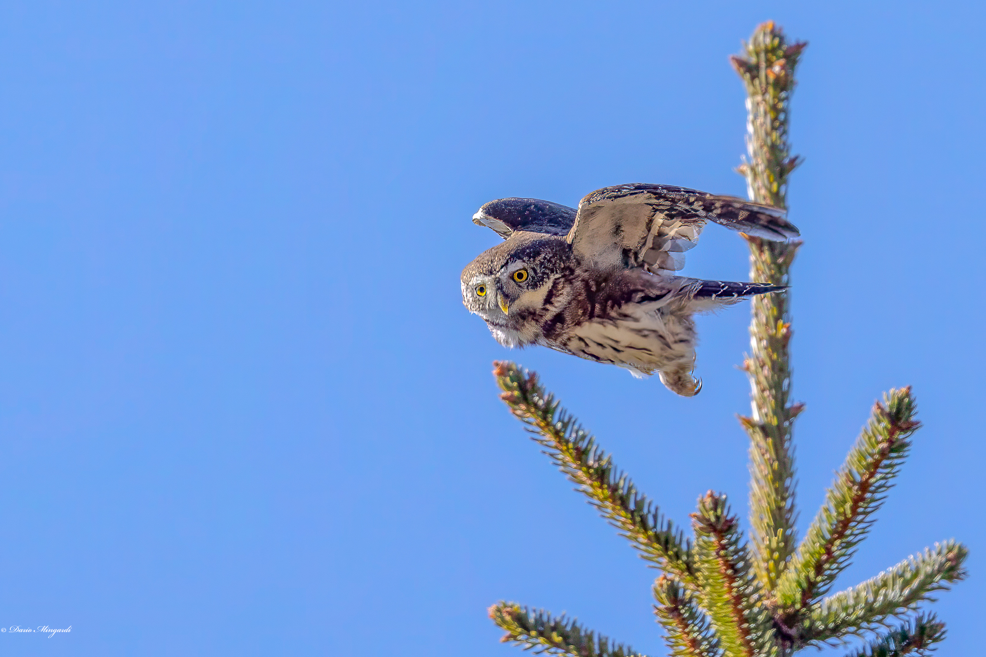Glaucidium passerinum