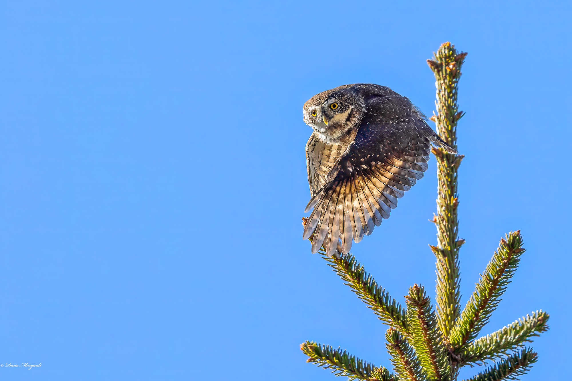Glaucidium passerinum