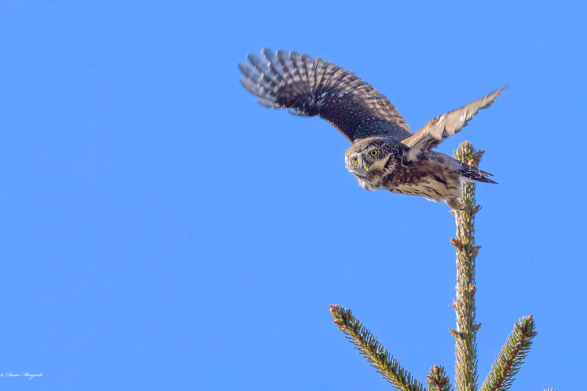 Glaucidium passerinum