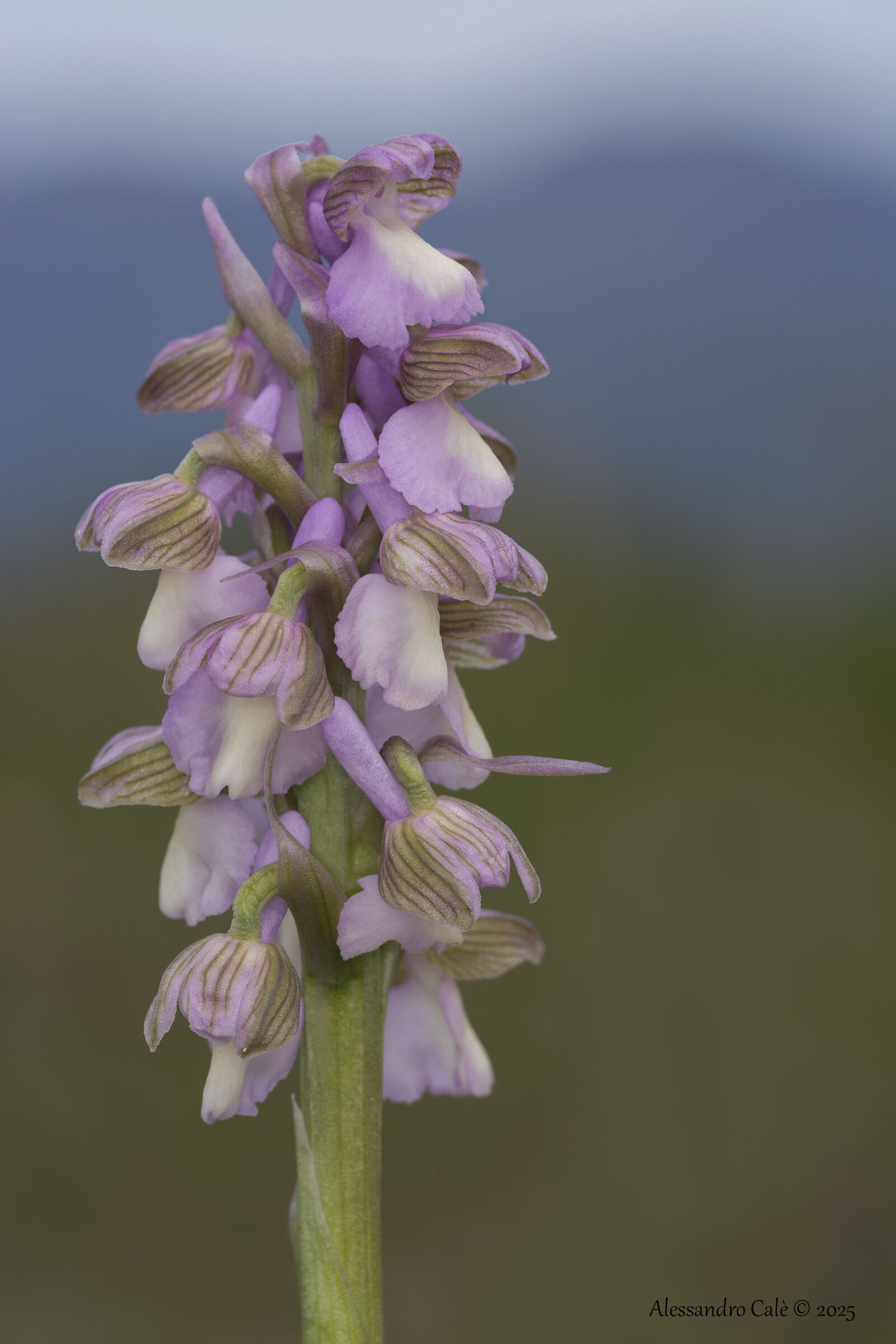 Anacamptis morio 4005