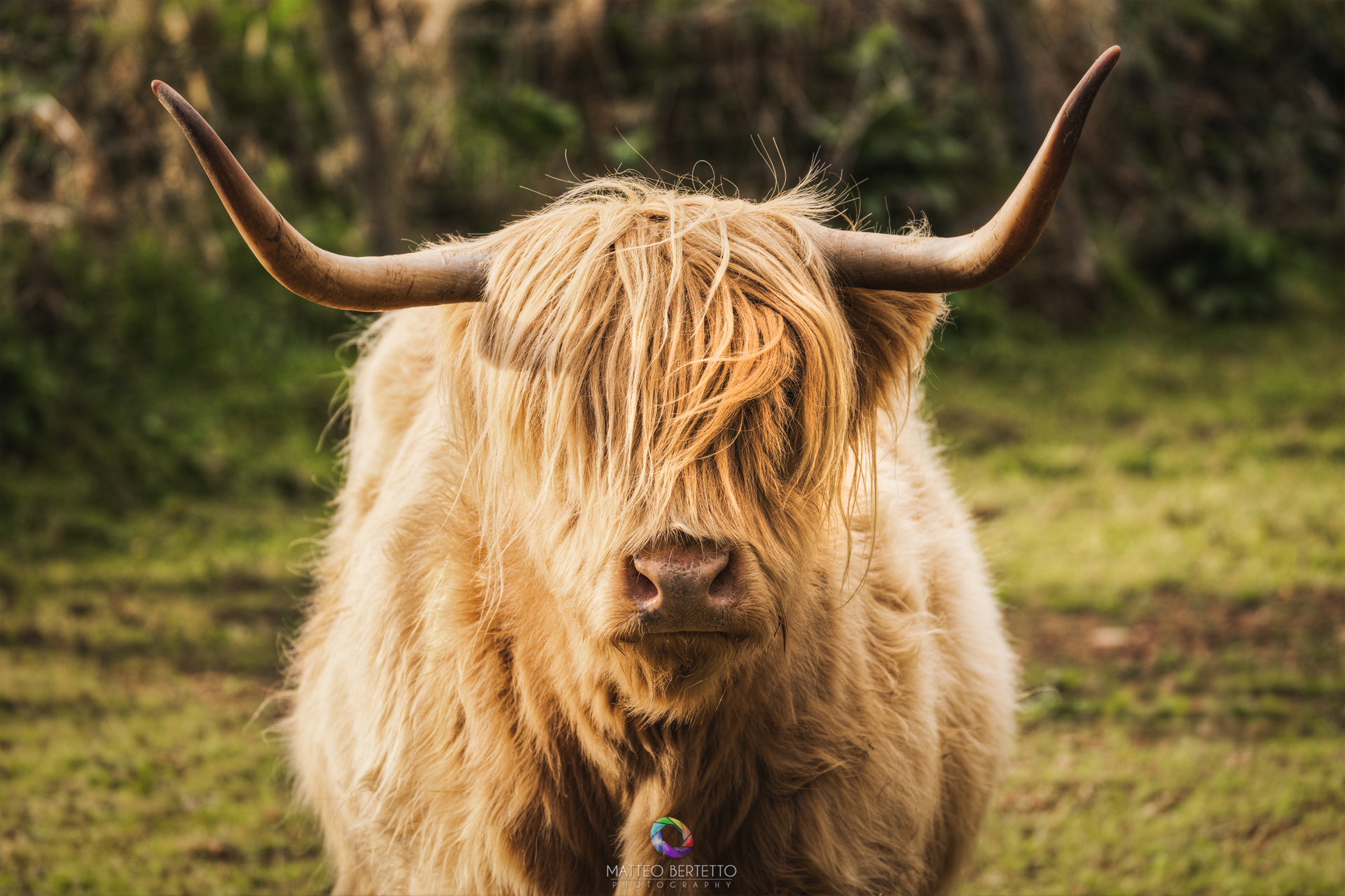 Angus - Scozia