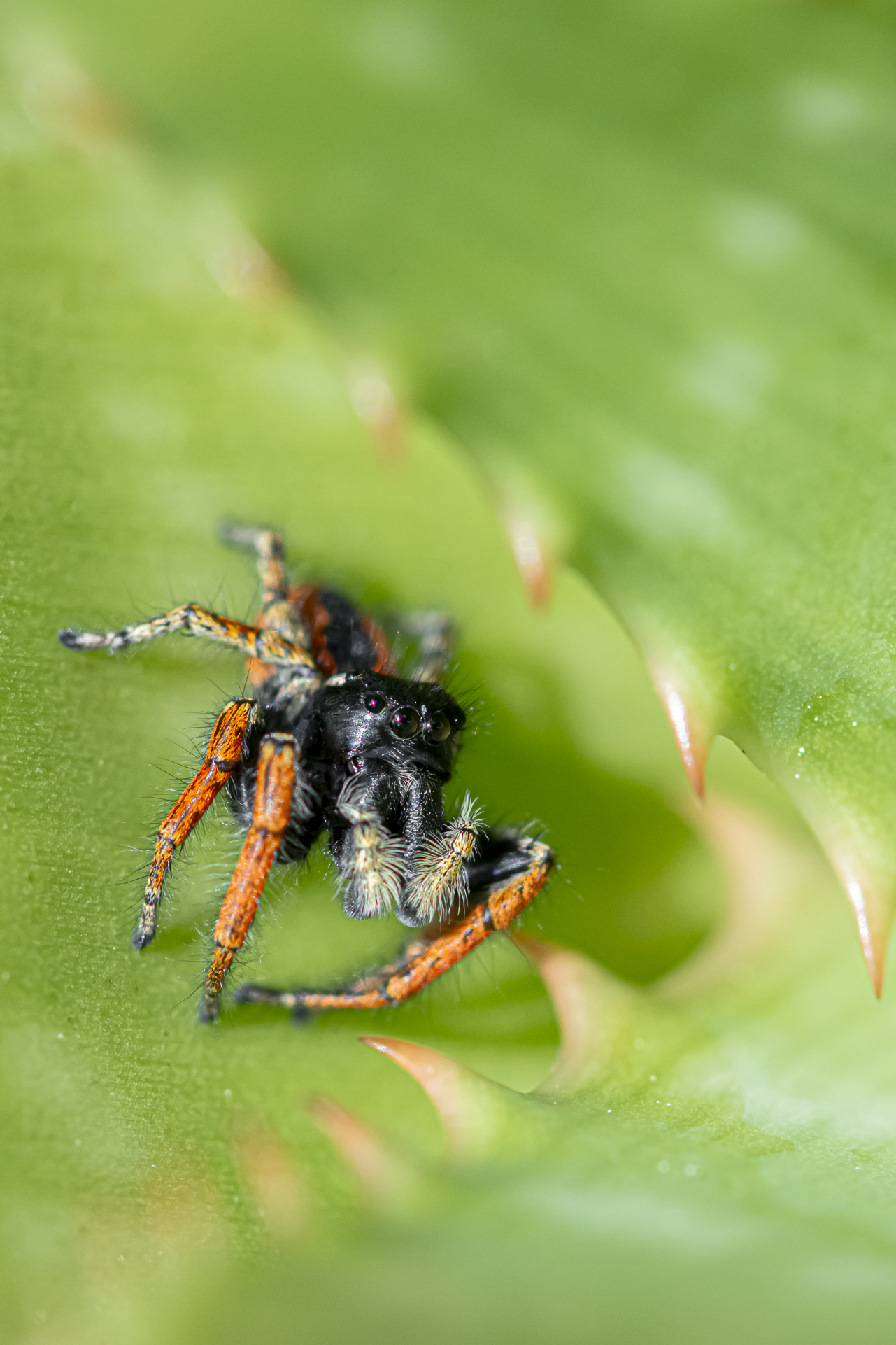 Jumping spider...