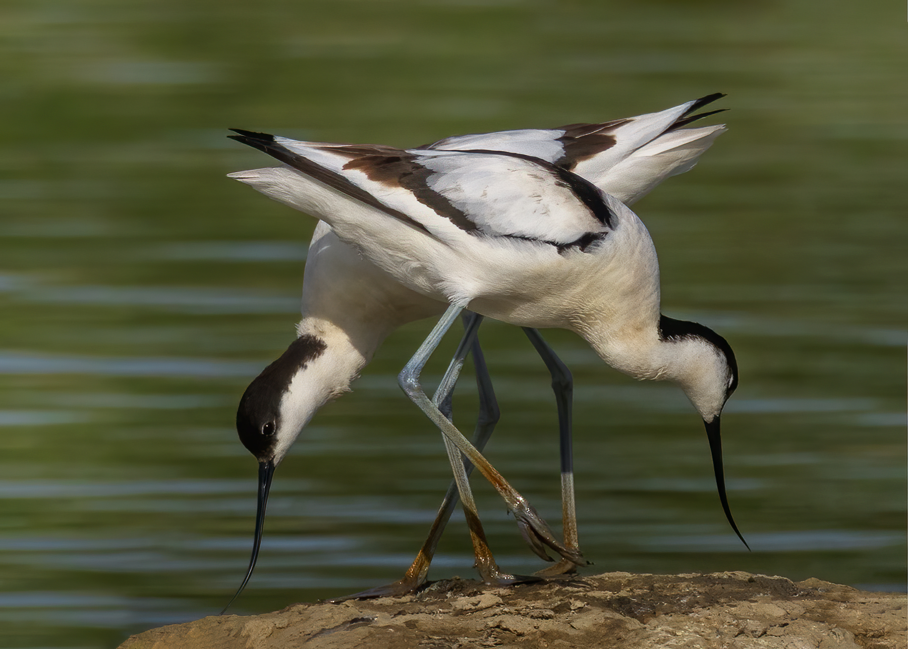 Avocette