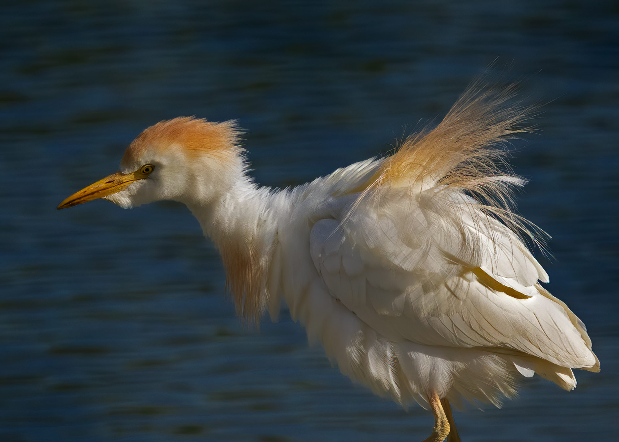 Airone guardabuoi arruffato