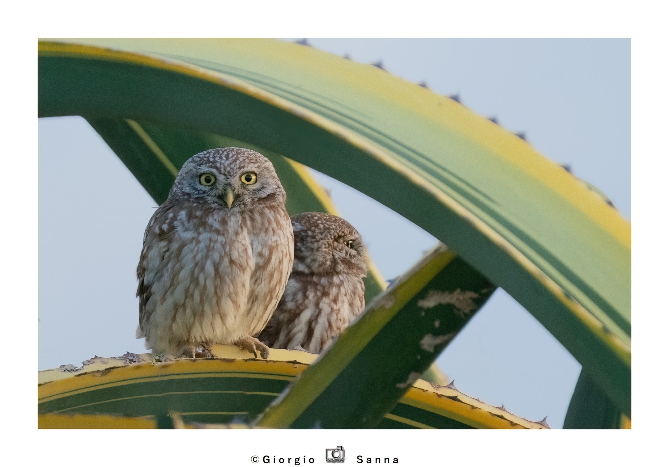 Common owl