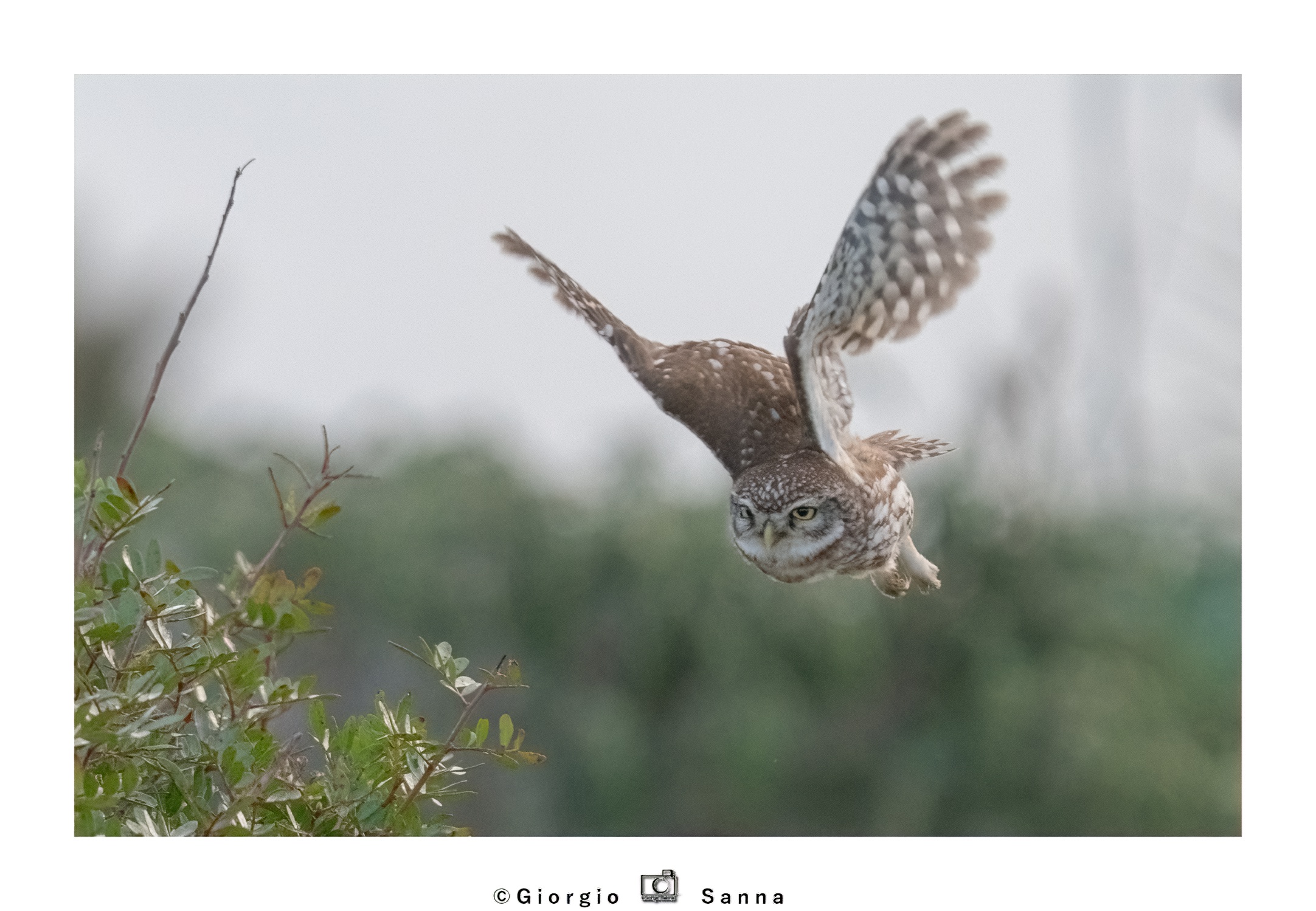 Common owl