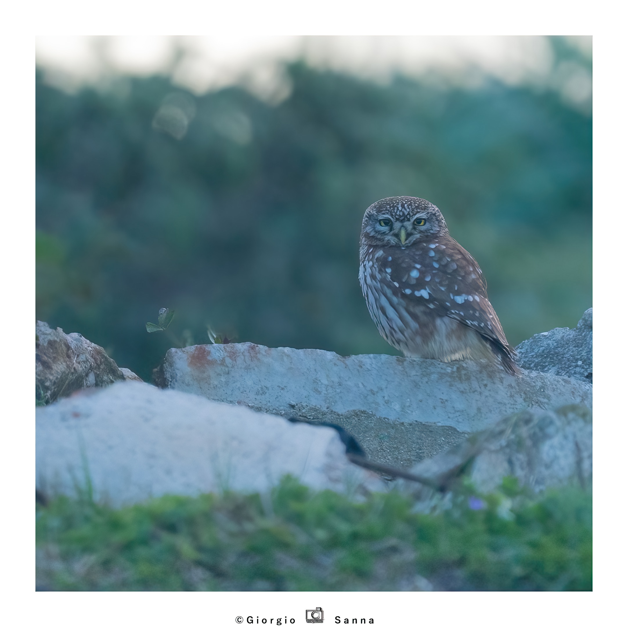 Common owl
