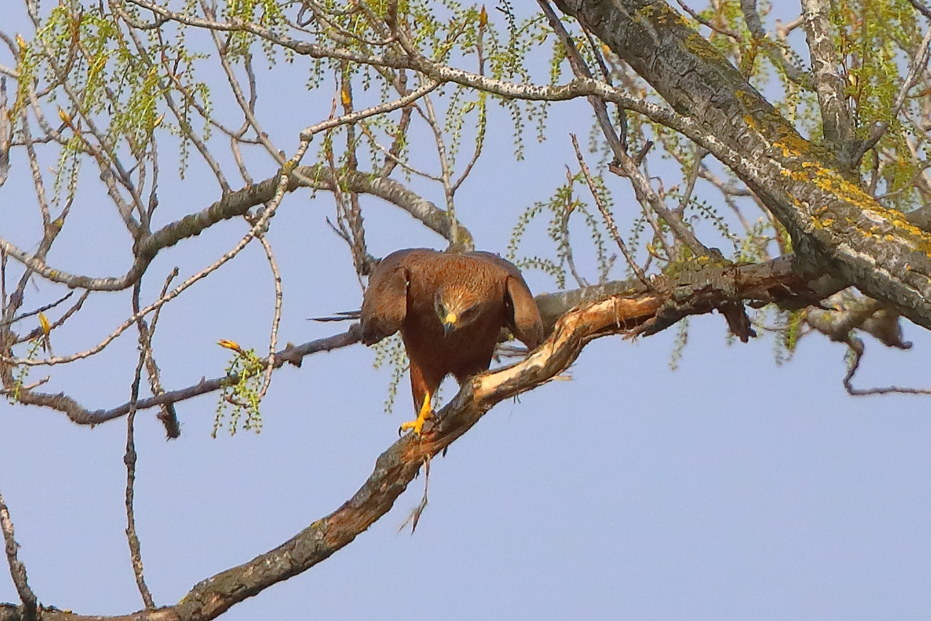 Nibbio bruno 29 marzo 2025 - 0085