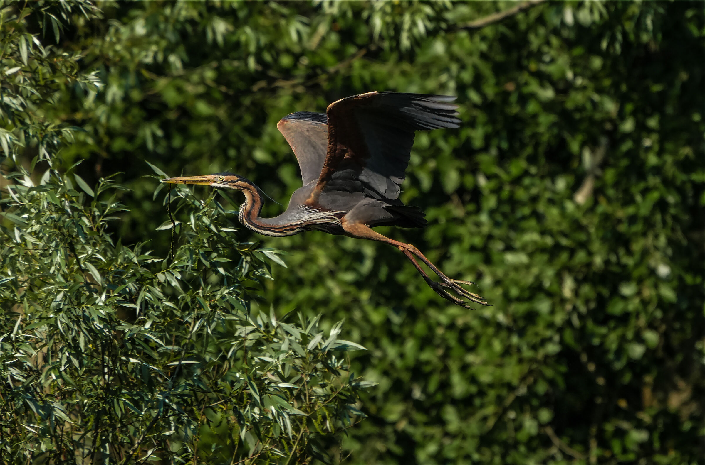 purple heron