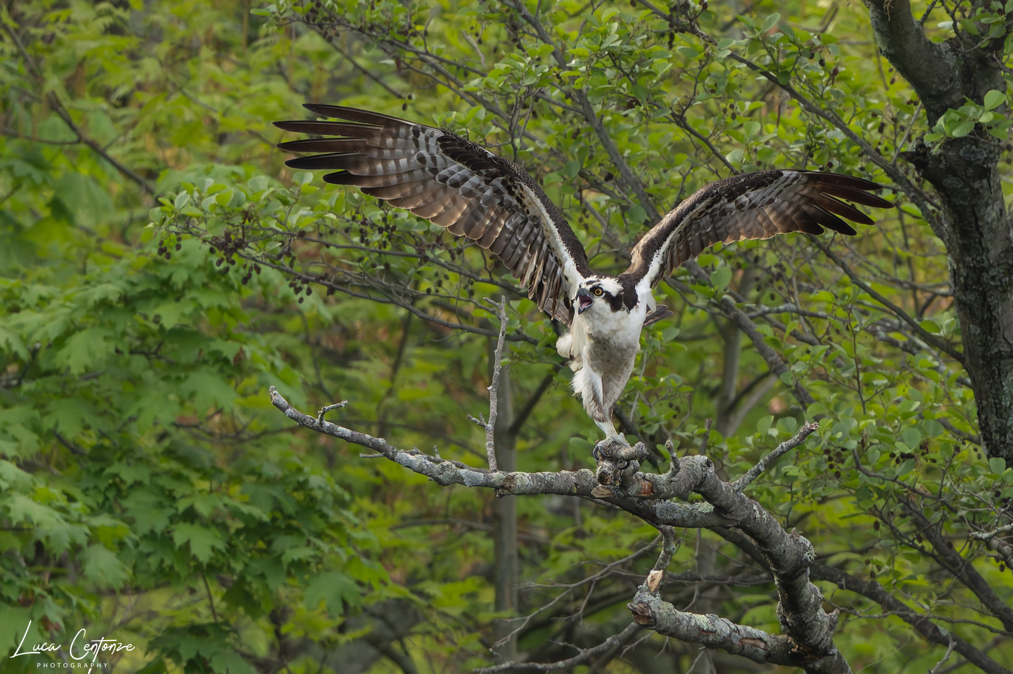 Osprey (Falco Pescatore) Pandion haliaetus