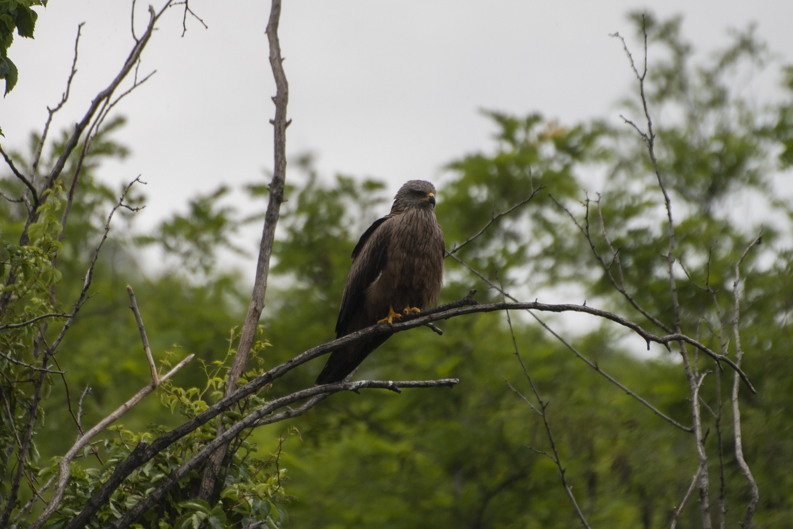 Milvus migrans (Nibbio bruno)