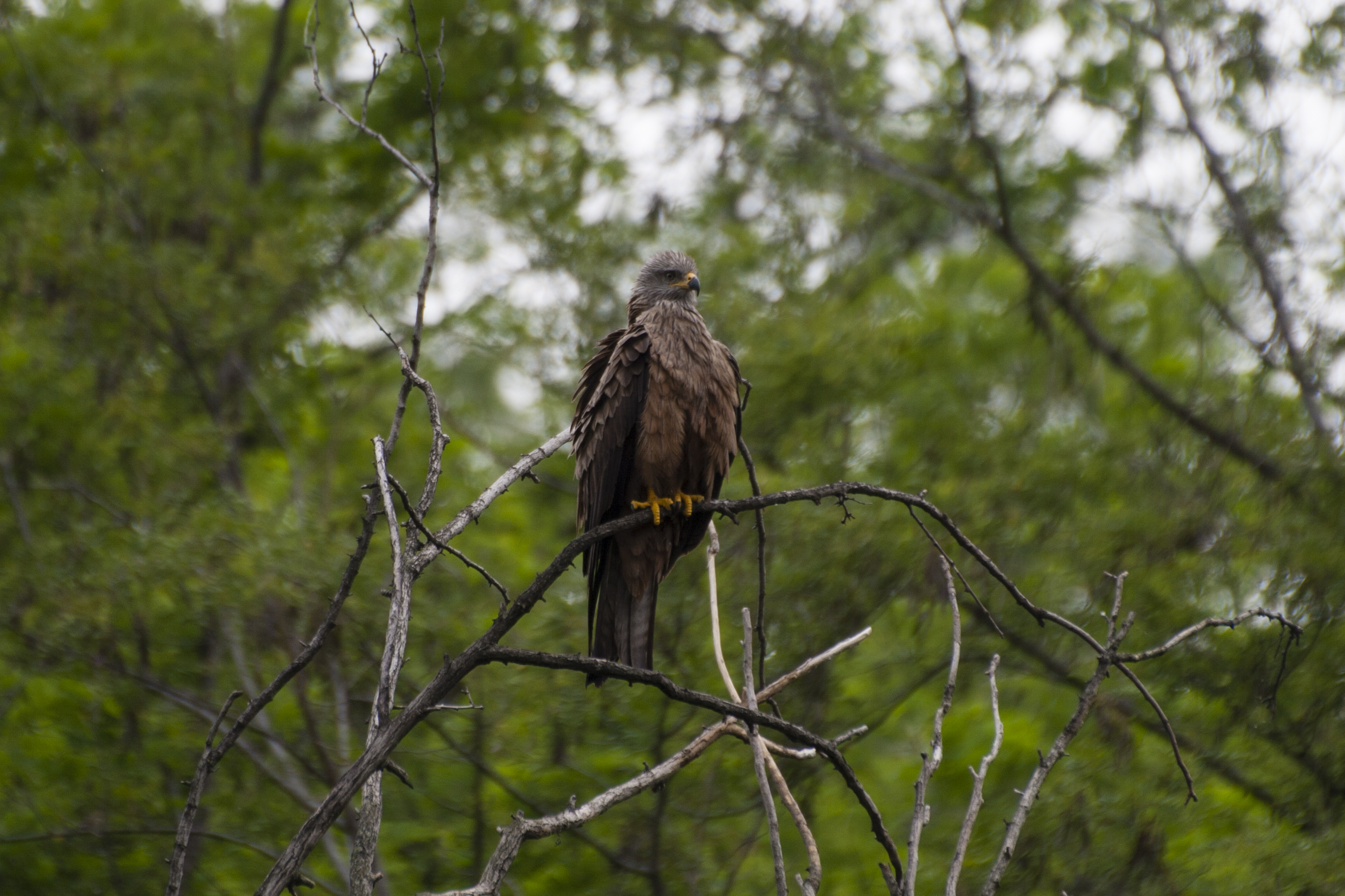 Milvus migrans (Nibbio bruno)