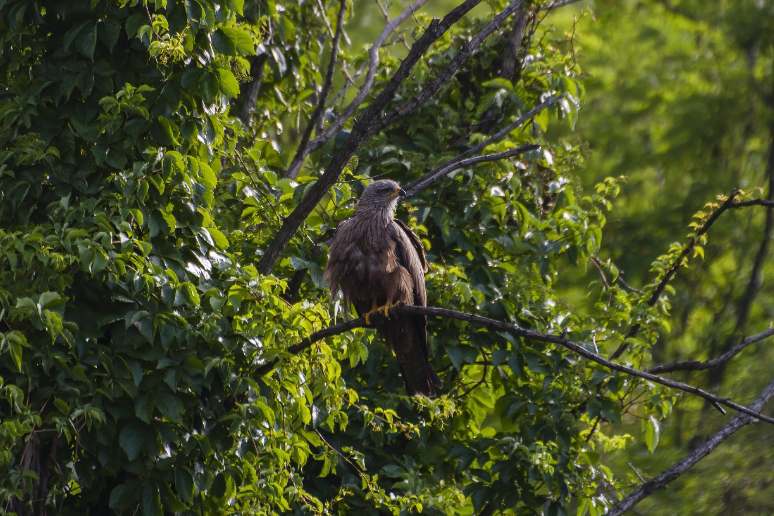 Milvus migrans (Nibbio bruno)