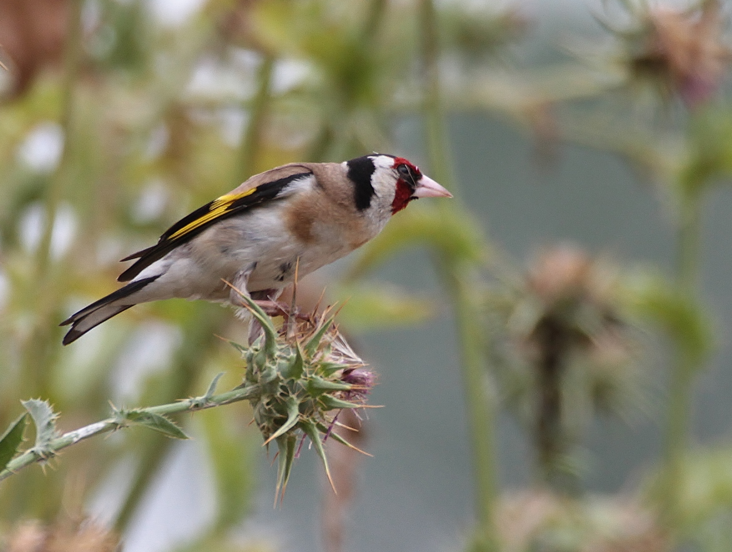The goldfinch on thistle ....