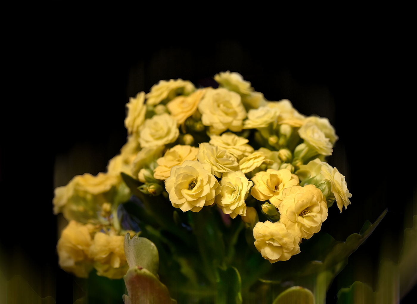 Yellow roses...