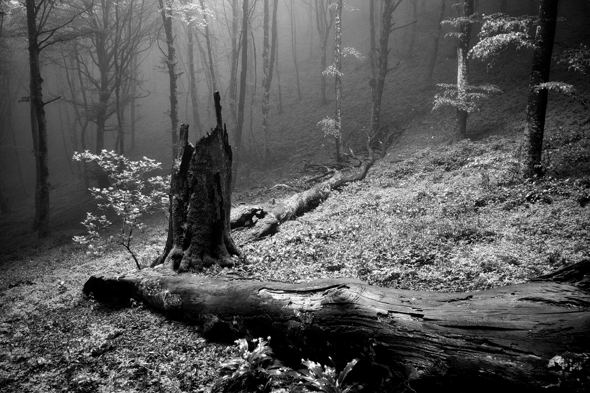 Parco del monte Cucco - Sigillo (PG)